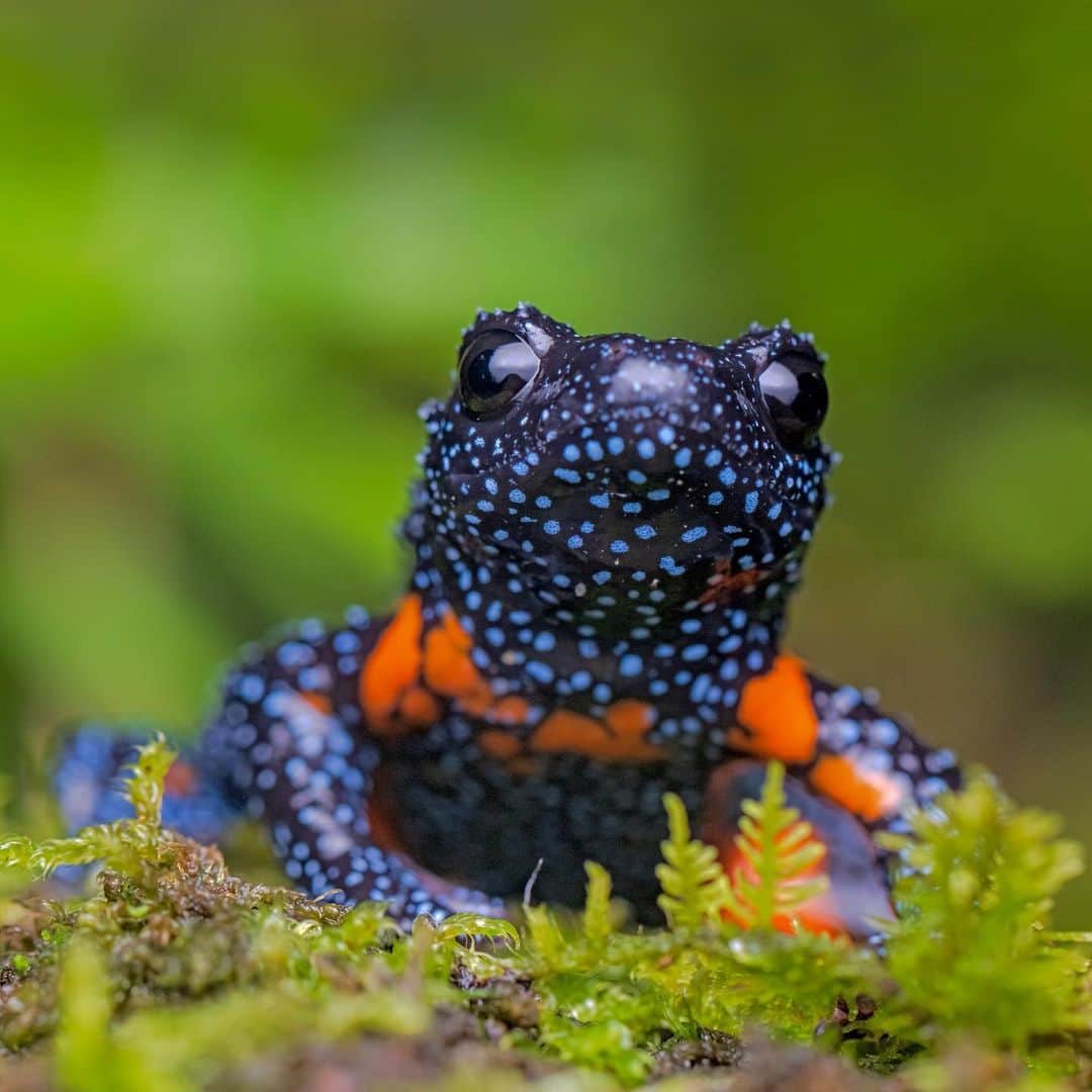 レオナルド・ディカプリオのインスタグラム：「Climate change is a major driver of amphibian declines globally, according to a new paper published in Nature reports.  Two decades’ worth of data from around the world has found that climate change has emerged as one of the biggest threats to frogs, salamanders, and caecilians. The assessment evaluated the extinction risk of more than 8,000 amphibian species from all over the world, including 2,286 species evaluated for the first time. More than 1,000 experts across the globe contributed their data and expertise, which found that two out of every five amphibians are threatened with extinction.  Climate change is especially concerning for amphibians in large part because they are particularly sensitive to changes in their environment. The Nature paper provides an update to the 2004 landmark paper that was based on the first global amphibian assessment for the IUCN Red List, which revealed the unfolding amphibian crisis for the first time and established a baseline for monitoring trends and measuring conservation impact.  @rewild @nature_the_journal @iucn_congress @synchearth @amphibiansurvivalalliance  Photo credit: @_sandeep_das_ - Orange Black Tubercled Indian Microhylid」
