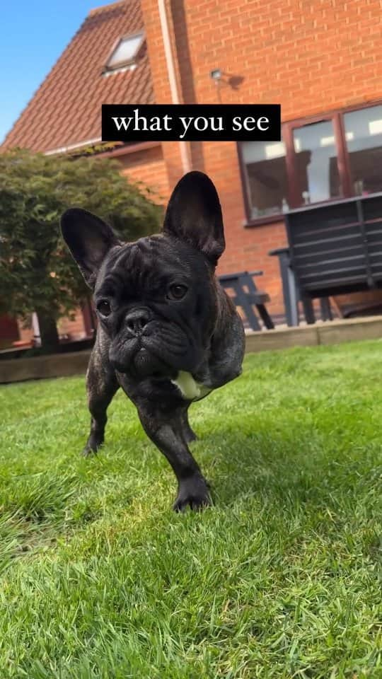 French Bulldogのインスタグラム：「Will always be my baby girl 🤎 @threelegfrenchie  Let's show her A LOT of love 🤍🤍🤍  . . . . .  #frenchie #frenchbulldog #threelegs #threelegged #threelegdog #threeleggeddog #tripoddog #puppy #dog #tripaw #frenchiemom #threelegfrenchie #threeleggeddoggo」