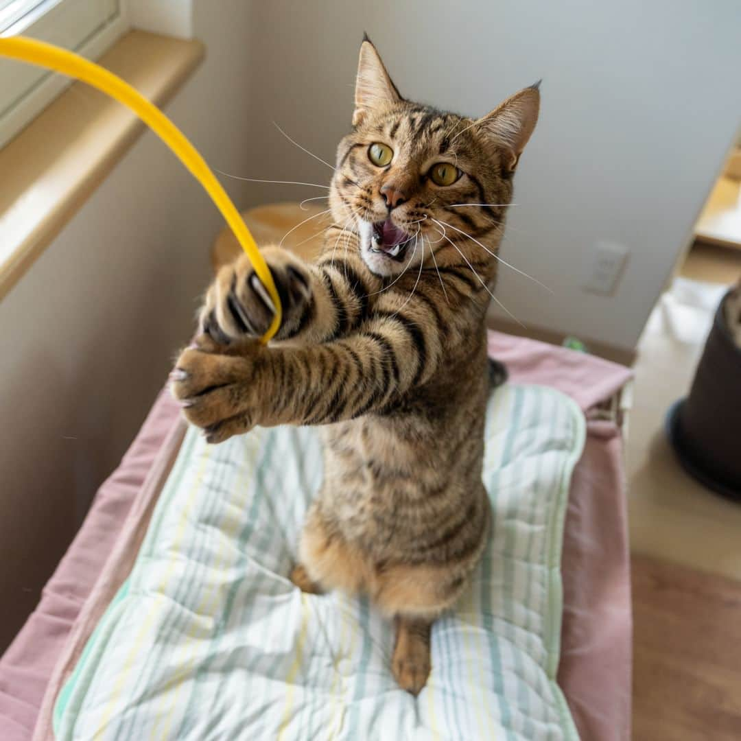 マアルのインスタグラム：「テンちゃん🐈 1枚目の猫じゃらしに真剣な表情と、2枚目のビックリしてポカーンとしている表情、3枚目のご満悦顔。猫は表情豊かですよね😊 #北海道 #旭川市 #猫 #ペットホテル #ペットシッター」