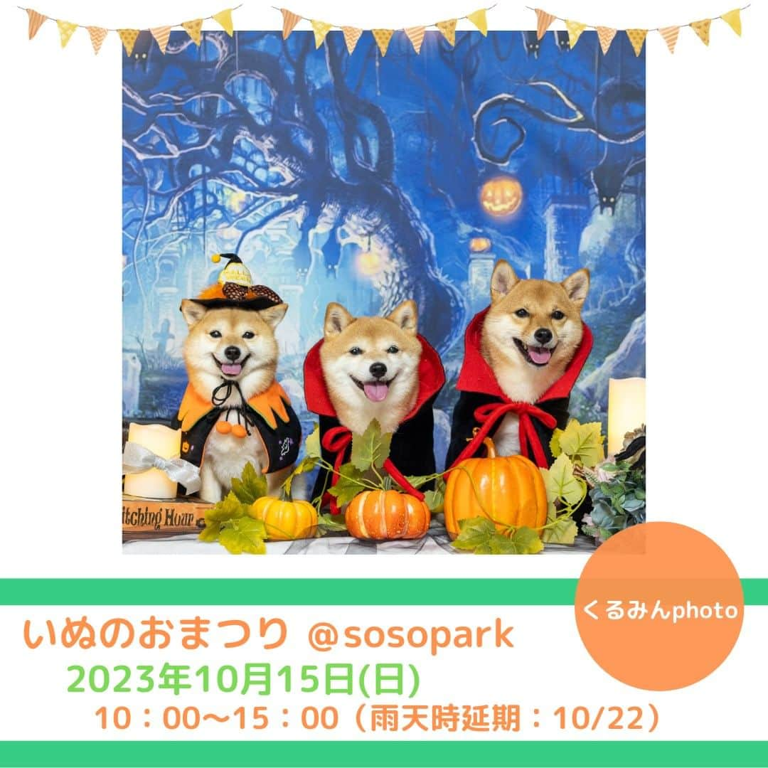 甲斐麻美のインスタグラム：「・ 10/15(日) いぬのおまつり@sosopark  ■出店者紹介  【 可愛いワンちゃんの写真撮影 】  \\ くるみんphoto // （@kurumin_photo ） ----------  ハロウィンブースで素敵なお写真をお撮りします。 衣装は少しだけご用意しておりますが、ご自慢のご衣装をお持ちの方は是非お持ち下さいね！ Happy Halloween🎃  ----------  ※事前予約等は各出店者さんのDMへ 直接お問い合わせください。  ========== ◆出店リスト  ・草加煎餅とわんこ煎餅/草加煎餅まるそう一福 ・わんこのおやつ/cafe conversion ・犬服、犬雑貨/Sutera1215 ・手作りごはんとおやつ/Popu’s Natural Dog Cafe ・ハンドメイド犬服/M.studio ・パラコードのリード、首輪など/カイアオパラコード ・お魚のジャーキー/いぬのおやつISHIDASHOTEN ・わんちゃんの記念撮影/くるみんphoto  ・犬の洋服屋さん/D3 daifuku dog design ・ペットヒーリング/わんわん先生のペットヒーリング ・譲渡会＆チャリティ物販/保護カフェPETS、ワンぐるみ作家fukukko  ・ワンコのおやつ＆ごはん＆グッズ いぬとわたしteam ①KAMIKAMI DAUCHO ②六分儀 ③chicor i④coco crochet ⑤Hug moku  ≪常設店舗≫ ・うどんスタンド/ユルリ ≪キッチンカー≫ ・和魚ごはん/フードトラック ナカザワ 各店舗の紹介は、順次掲載していきます。 どうぞお楽しみに ♪  ========= いぬのおまつり ========= 日時：10月15日(日)10:00～15:00 ※雨天延期：翌週日曜（10/22） 場所：sosopark  草加駅東口から徒歩3分 埼玉りそな銀行草加支店向かい  #いぬのおまつり #いぬとわたし #sosopark #犬イベント #いぬのいる暮らし #犬好きさんと繋がりたい #草加 #埼玉 #ワンコの写真 #ハロウィン犬」