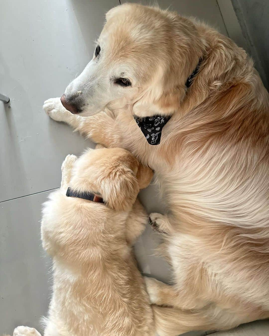 Bobのインスタグラム：「Na hora do descanso ele repousa junto do mestre 🥰 . . #dogs #puppy #puppies #puppiesofinstagram #goldenretrievers」