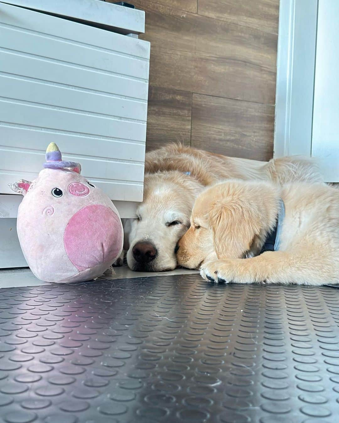 Bobさんのインスタグラム写真 - (BobInstagram)「Na hora do descanso ele repousa junto do mestre 🥰 . . #dogs #puppy #puppies #puppiesofinstagram #goldenretrievers」10月5日 8時04分 - bob_marley_goldenretriever