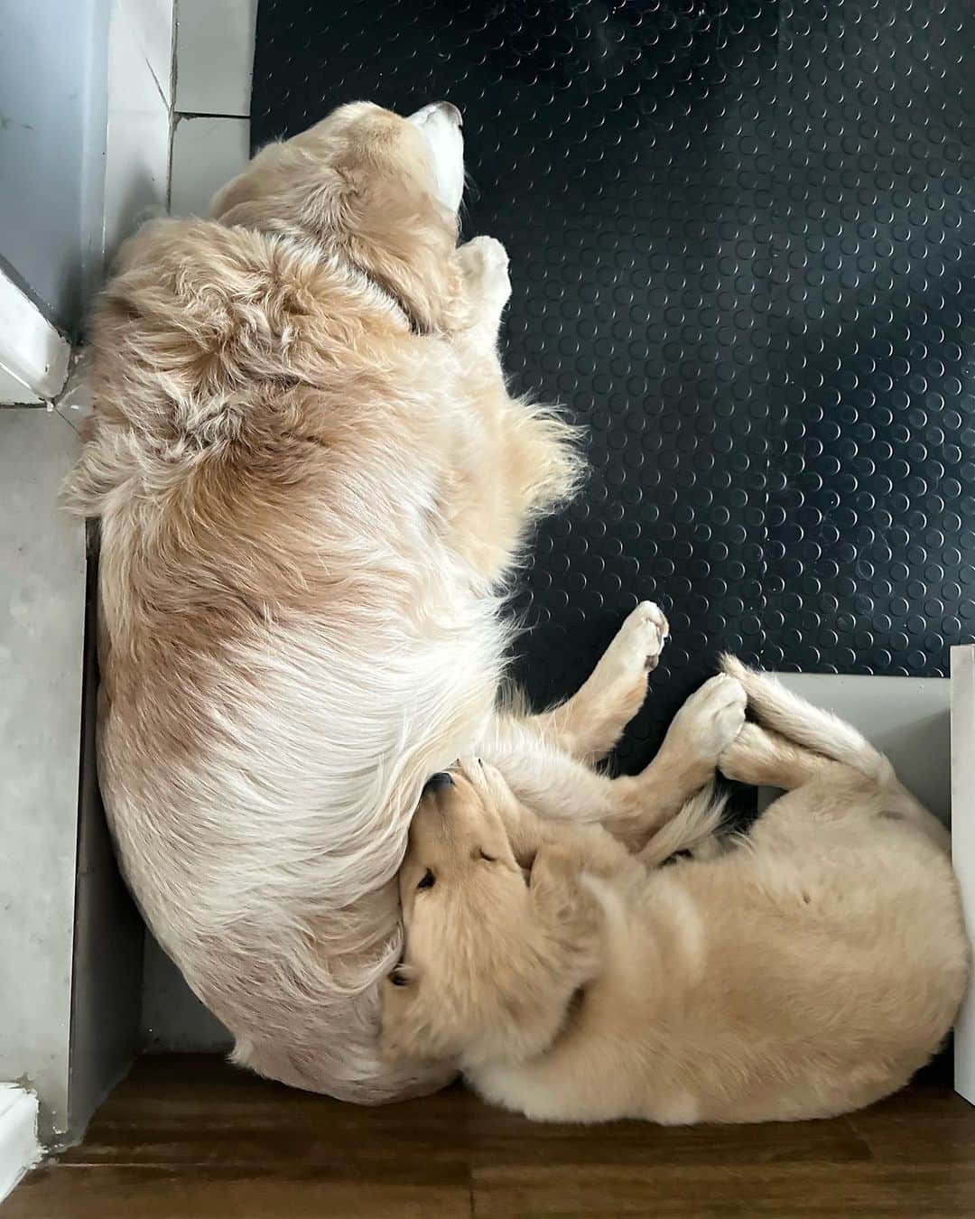 Bobさんのインスタグラム写真 - (BobInstagram)「Na hora do descanso ele repousa junto do mestre 🥰 . . #dogs #puppy #puppies #puppiesofinstagram #goldenretrievers」10月5日 8時04分 - bob_marley_goldenretriever