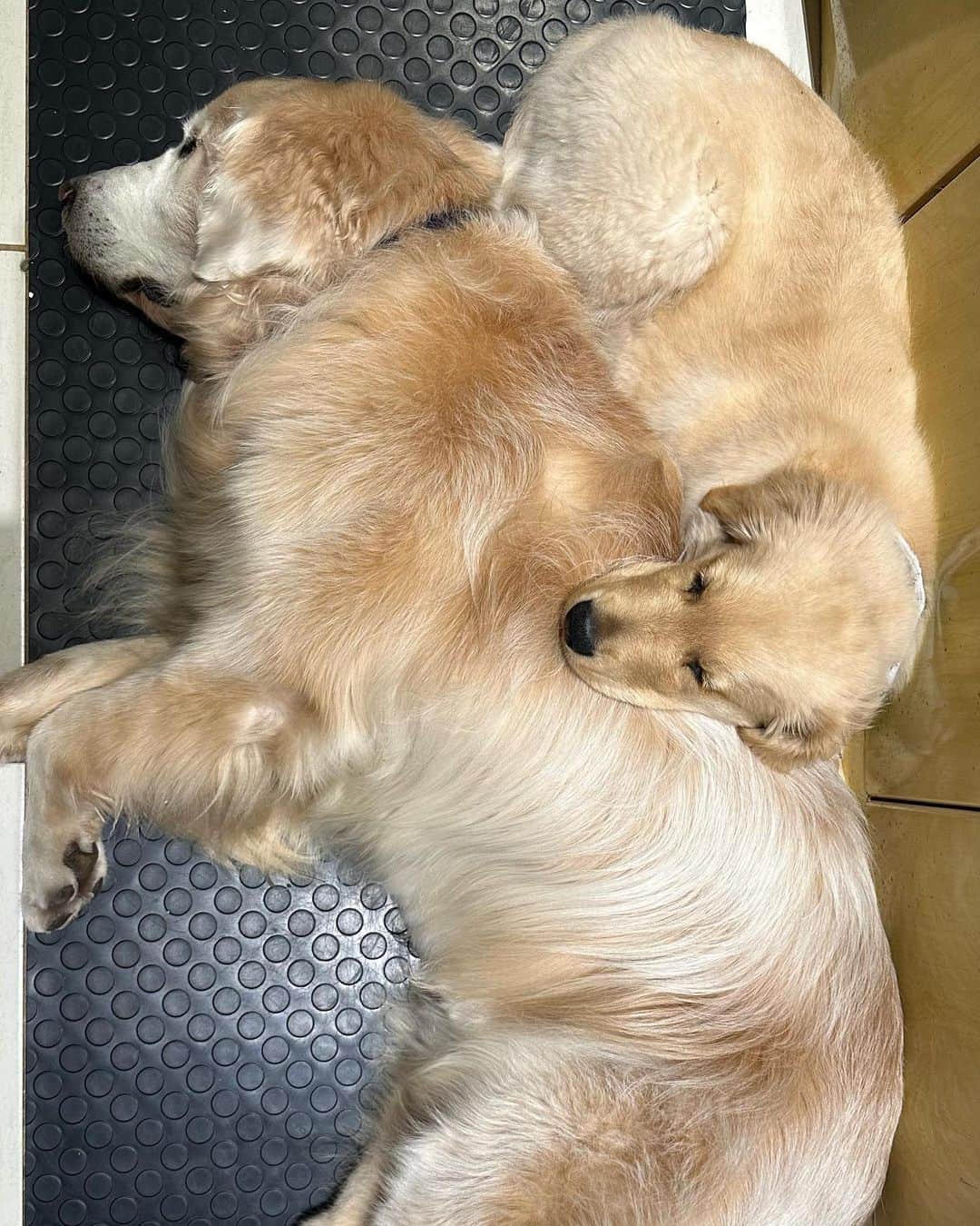 Bobさんのインスタグラム写真 - (BobInstagram)「Na hora do descanso ele repousa junto do mestre 🥰 . . #dogs #puppy #puppies #puppiesofinstagram #goldenretrievers」10月5日 8時04分 - bob_marley_goldenretriever