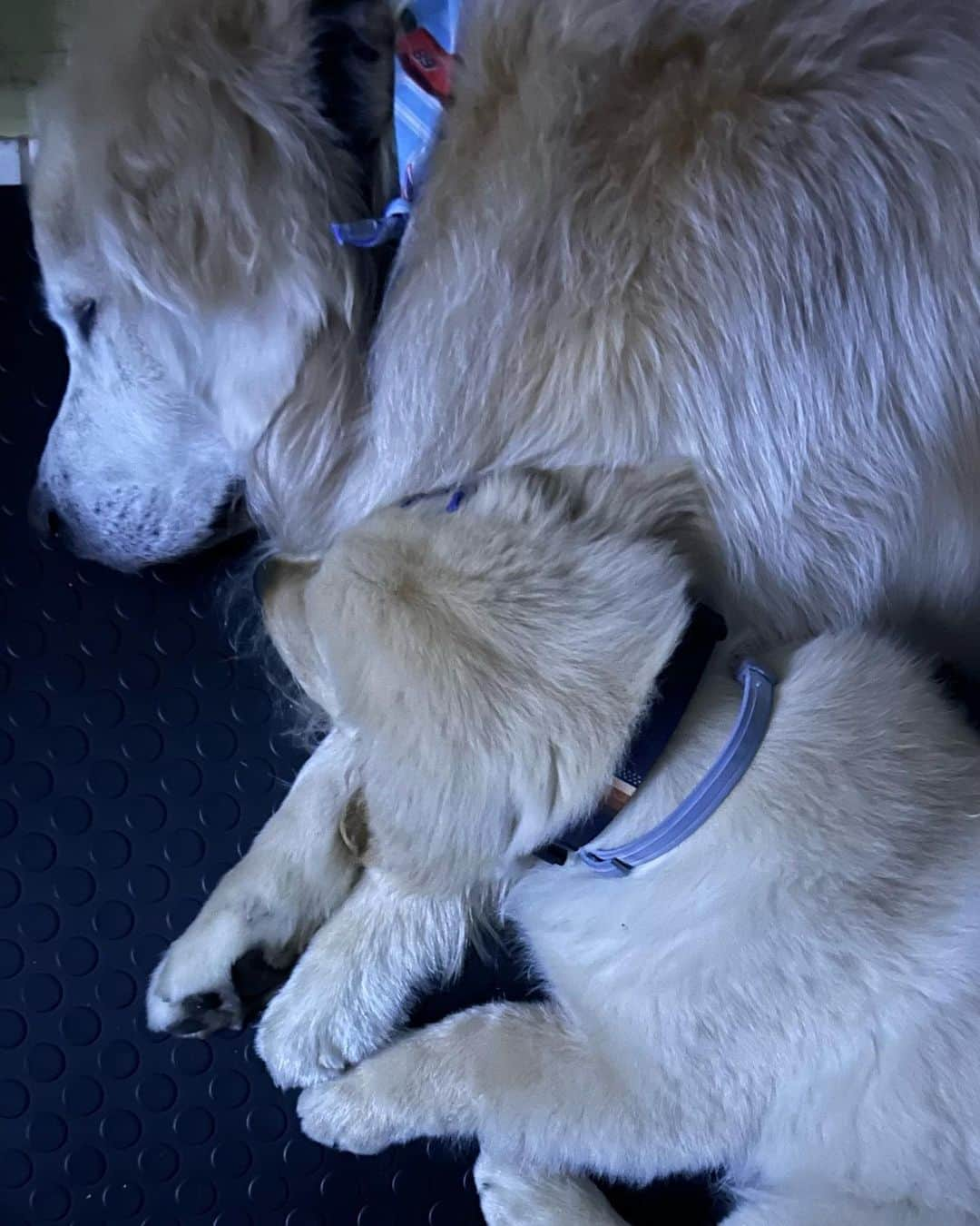 Bobさんのインスタグラム写真 - (BobInstagram)「Na hora do descanso ele repousa junto do mestre 🥰 . . #dogs #puppy #puppies #puppiesofinstagram #goldenretrievers」10月5日 8時04分 - bob_marley_goldenretriever