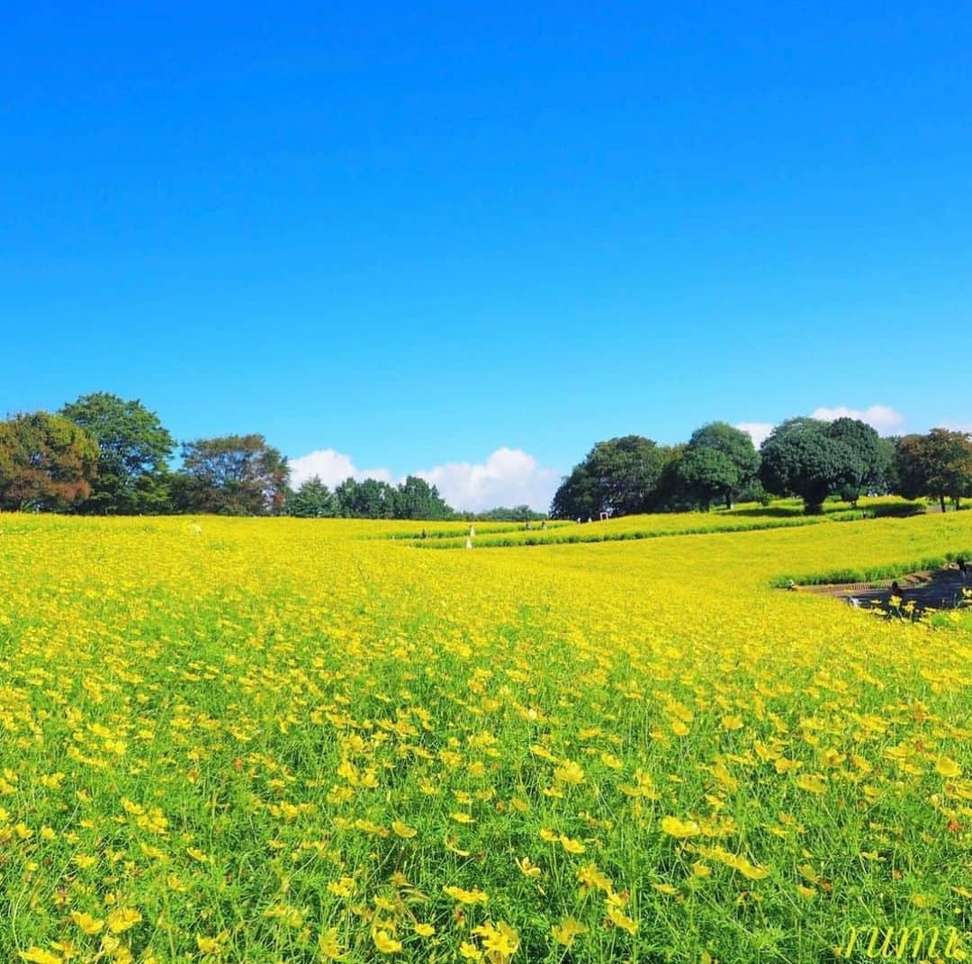 はなまっぷ❁日本の花風景さんのインスタグラム写真 - (はなまっぷ❁日本の花風景Instagram)「🌸はなまっぷ🌸 * @rumi1043 さんの 花のある風景に花まるを💮 * 仲良く寄り添うキバナコスモスをありがとうございます😊🌸 * #東京　#昭和記念公園 Showa Kinen Park, Tokyo * キバナコスモスの花言葉 野性的な美しさ、野性美 * #はなまっぷ#日本の美しい花風景#花のある風景花#花言葉#ひまわり#東京#昭和記念公園#キバナコスモス#レモンブライト#レモンイエロー#花の丘#コスモス#秋桜 * いつも素敵なお花をありがとうございます😊 ※見頃が過ぎている花、終わっている花もご紹介させていただいています。 * 🌸••••••お知らせ••••••🌸 * 花風景検索サイト　はなまっぷ https://hanamap.com 🔍「はなまっぷ」または @hanamap プロフィール欄から ぜひご覧ください * 📖🌸📖🌸📖🌸📖🌸📖 四季の花々を訪ねていきたい にっぽんの花地図 好評発売中📘 📖🌸📖🌸📖🌸📖🌸📖」10月5日 8時34分 - hanamap