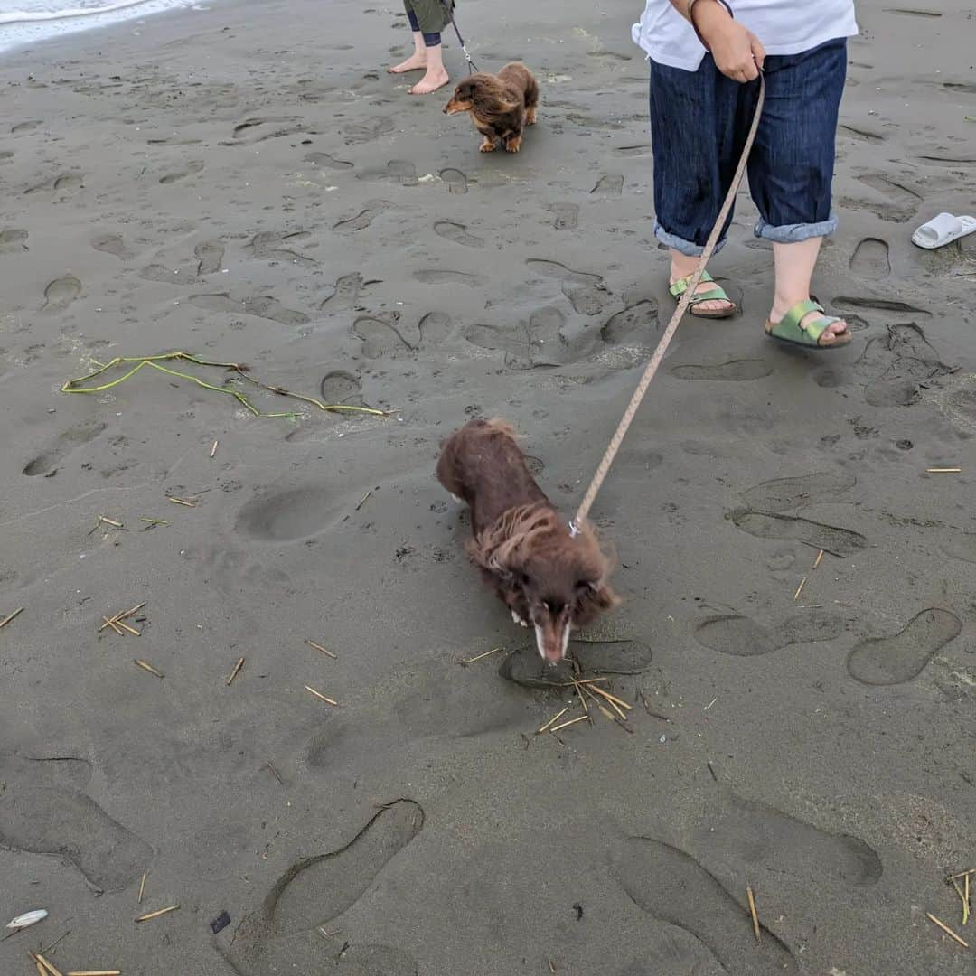 くるみんさんのインスタグラム写真 - (くるみんInstagram)「* いつメン旅行の続き 9月23日、午前中はいつもの如く雨☔ だけど昼過ぎには雨が止んで、近くの九十九里浜までお散歩したよー みんなチョコ色やな →スワイプして⑥枚目まであるよ  #カニンヘンダックスフント #カニンヘンダックス多頭飼い #カニンヘンダックスの日常 #カニンヘンダックス #カニンヘン #カニンヘンチョコタン #カニンヘンダックスチョコタン #カニンヘンの会 #カニンヘンダックスフンド #チョコタンダックスフント #チョコタンダックスフンド #チョコタンダックス #チョコタン #ダックス多頭飼い #ダックスフントカニンヘン #ダックスフント #ダックスフンドチョコタン #ダックスフンドカニンヘン #ダックス部 #ダックス #ダックスフンド #ダックスの日常 #ダックス短足部 #海の音 #九十九里 #dachshund #dachs #dog #instagramdogs #inustagram」10月5日 8時38分 - michirumugiazu