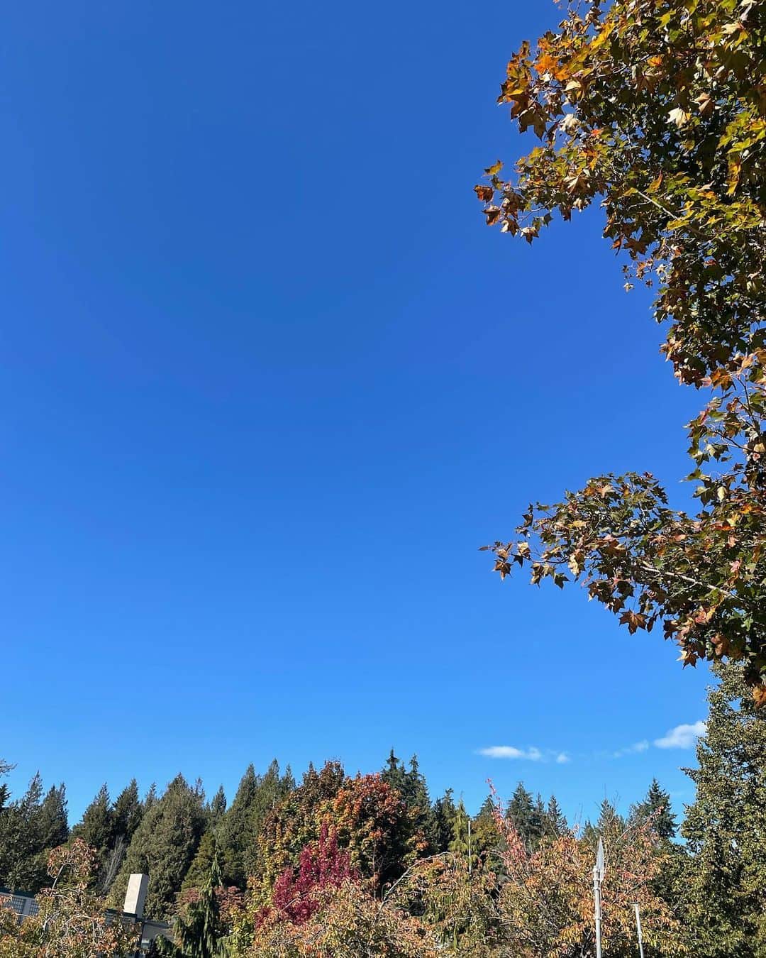 光浦靖子さんのインスタグラム写真 - (光浦靖子Instagram)「秋晴れの日にハイキングに行って、帰りに可愛いカフェに寄りました。インスタらしい写真を載せました。」10月5日 9時16分 - yasukomitsuura