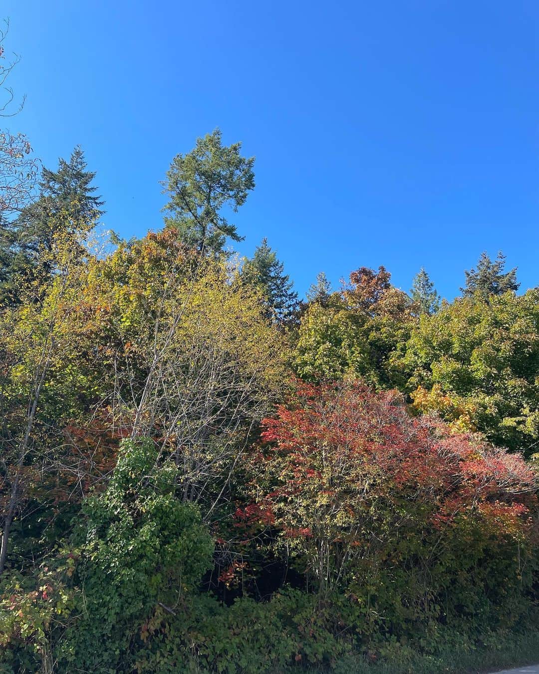 光浦靖子さんのインスタグラム写真 - (光浦靖子Instagram)「秋晴れの日にハイキングに行って、帰りに可愛いカフェに寄りました。インスタらしい写真を載せました。」10月5日 9時16分 - yasukomitsuura