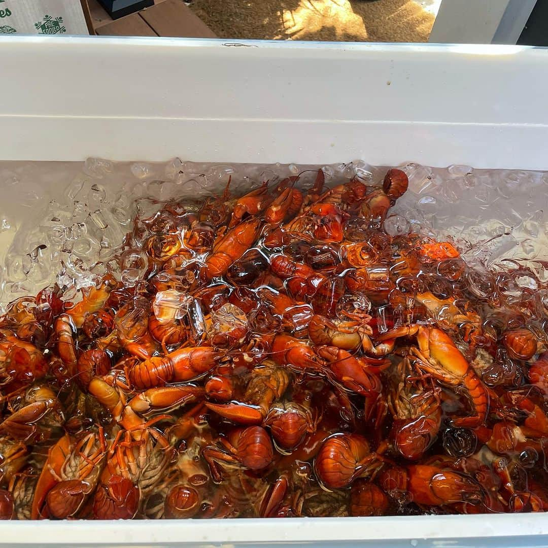 マリン・アッカーマンさんのインスタグラム写真 - (マリン・アッカーマンInstagram)「#tbt to when my sister @iamfinalchild and her hubby @thetompayne threw a Swedish crawfish party 🦞 here in LA! It was a blast!! #kräftskiva #party #sweden」9月22日 0時00分 - malinakerman