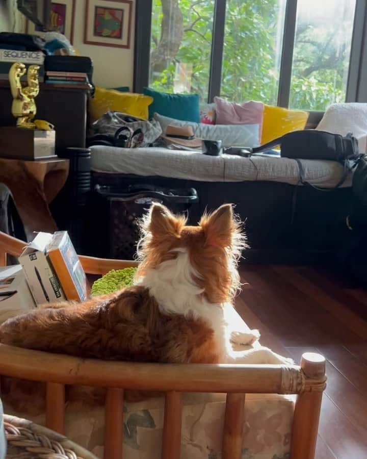 カリッサ・ムーアのインスタグラム：「Life lately… 1) Enjoying the afternoon glow with Maya 2) Catching up with @gregsworld and @parkerjbrowning 💛 3) First dinner in the new kitchen. Still under construction 4) How cool is my crew? 5) Putting @caylakmoore to work, also making her twerk haha 6) Late night treat @banan new location in Kaimuki! 7) Traveling with my little brother 🙃」