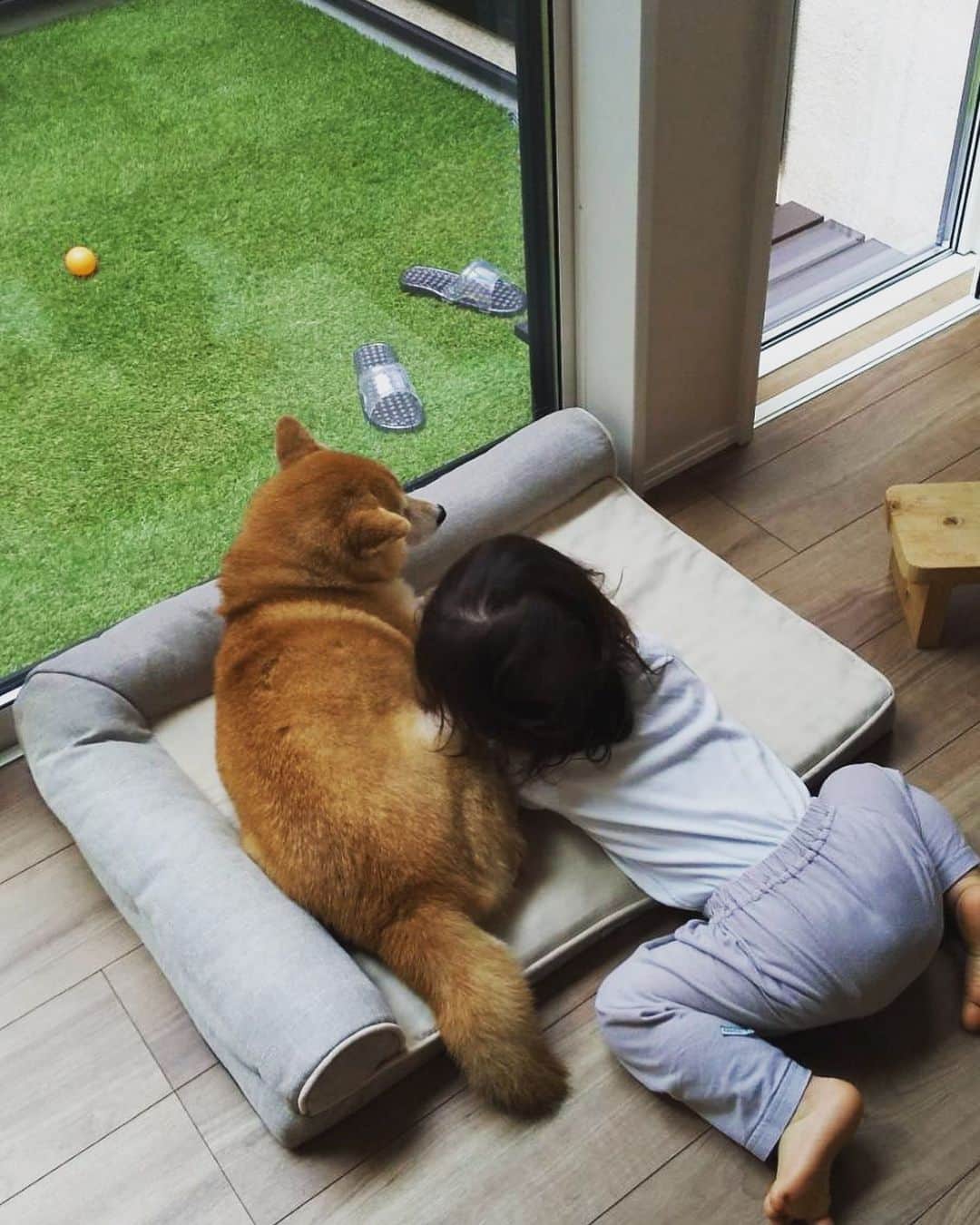 宇都宮まきのインスタグラム：「こんな日が来るなんて｡ﾟ(ﾟ´Д｀ﾟ)ﾟ｡ おまちゃんありがとう🐕 長生きしてください」
