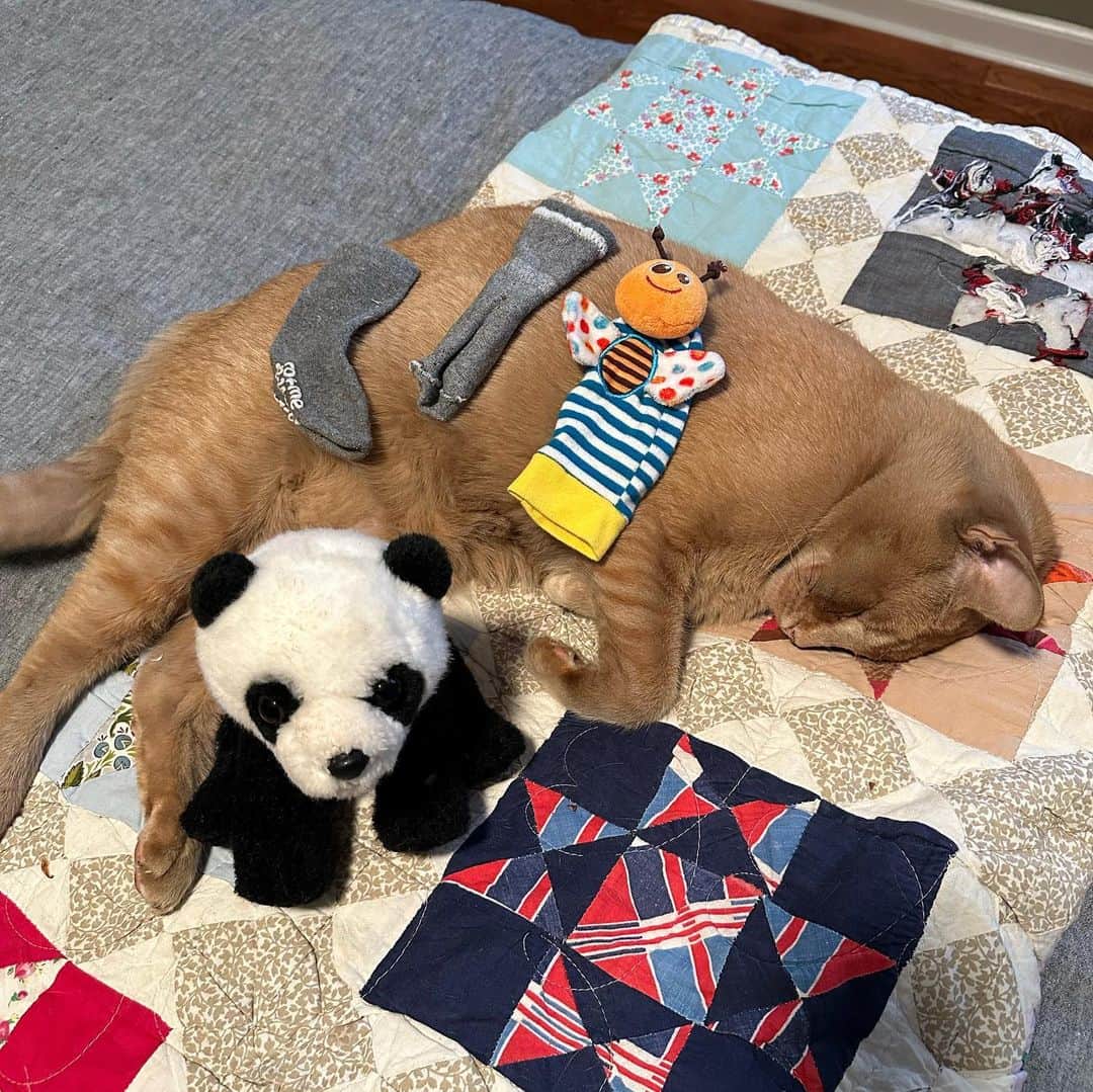 Snorri Sturlusonのインスタグラム：「STOLEN: 2 grey baby socks, crinkle butterfly puppet, and panda stuffie. Night of 9/19. Snorri cannot be bothered right now. Gf is upset re: night time awakenings, might lock him up for a few nights so we can actually sleep! #snorrithecat #kittyklepto #catburglar #catsofinstagram #pnw #shutepark」