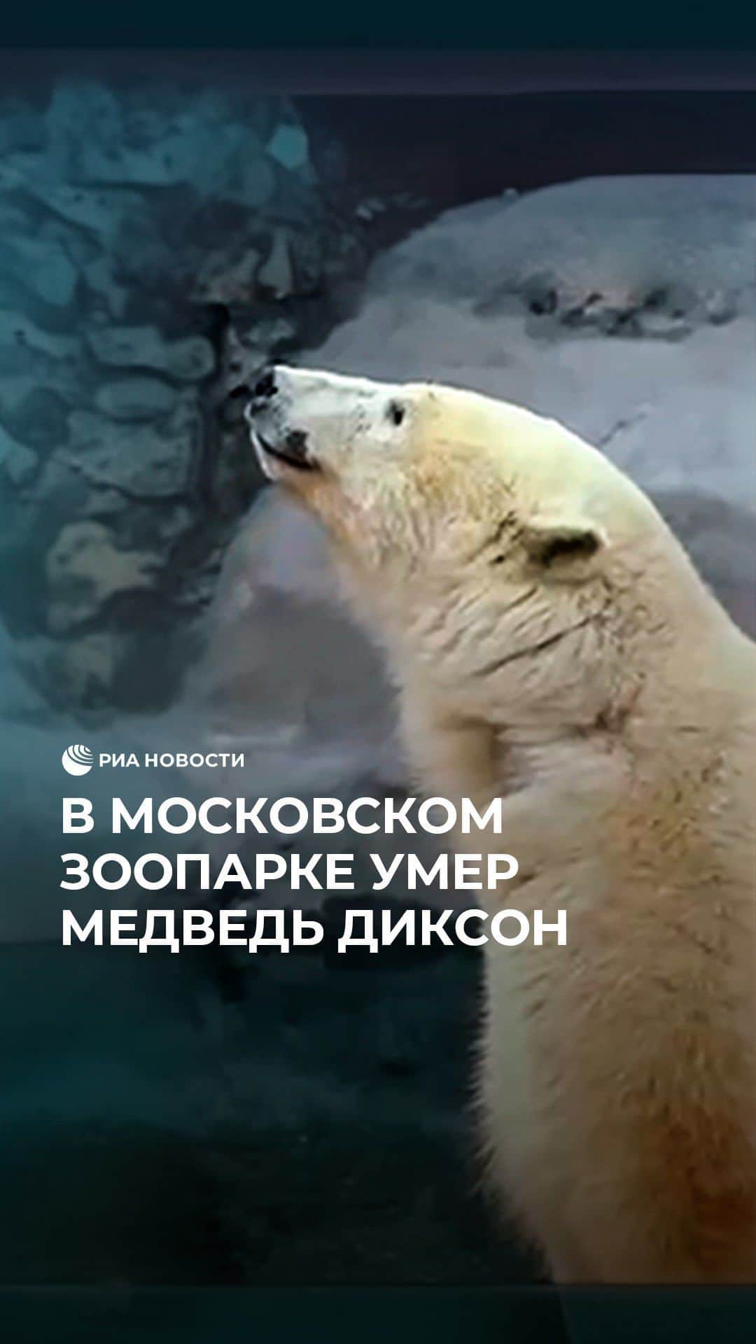 RIAノーボスチのインスタグラム：「Грустные новости из Московского зоопарка. Там скончался медведь Диксон. Животное нашли с огнестрельными ранениями и параличом задних лап в 2022 году в Красноярском крае. Мишку перевезли на реабилитацию в Москву и пытались сделать все возможное, чтобы выходить его. К сожалению, Диксону с каждым днем становилось все хуже. Он умер во сне от острой сердечно-легочной недостаточности.」
