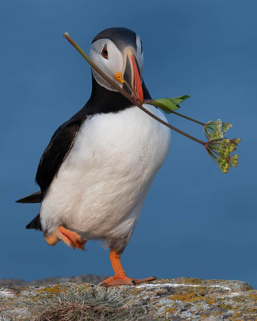 Explore Canadaのインスタグラム：「What’s your favourite animal to spot in the wild in Canada? Might we suggest the puffin? A cute potato with wings, this sturdy bird is much more talented at diving underwater (up to 60m/200 ft!) than flying but we admire its commitment to exploring the skies.  📷: @raymackeyphotography  📍: @newfoundlandlabrador   #ExploreNL #ExploreCanada」