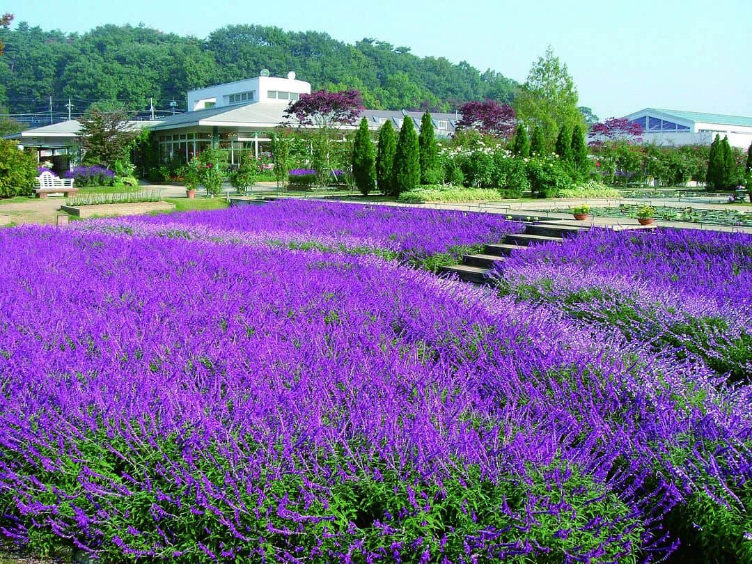 TOBU RAILWAY（東武鉄道）のインスタグラム：「. . 📍Tochigi Prefecture – Ashikaga Flower Park The best time to see the park! Purple Garden & Rose Garden . Ashikaga Flower Park is located in Ashikaga City in Tochigi Prefecture. The period from early October to mid-November is the best time to see the park’s Purple Garden and Rose Garden.  Both gardens feature different flowers blooming all over. In the Purple Garden, you can see Mexican bush sages, with their beautiful purples, and in the Rose Garden you can see garden roses colorfully blooming. Enjoy the flower scenery that will heal you just by looking at it! Heal yourself by looking at these beautiful flowers with your own eyes.  . . . . Please comment "💛" if you impressed from this post. Also saving posts is very convenient when you look again :) . . #visituslater #stayinspired #nexttripdestination . . #ashikagaflowerpark #amethystsage #rose  #placetovisit #recommend #japantrip #travelgram #tobujapantrip #unknownjapan #jp_gallery #visitjapan #japan_of_insta #art_of_japan #instatravel #japan #instagood #travel_japan #exoloretheworld #ig_japan #explorejapan #travelinjapan #beautifuldestinations #toburailway #japan_vacations」