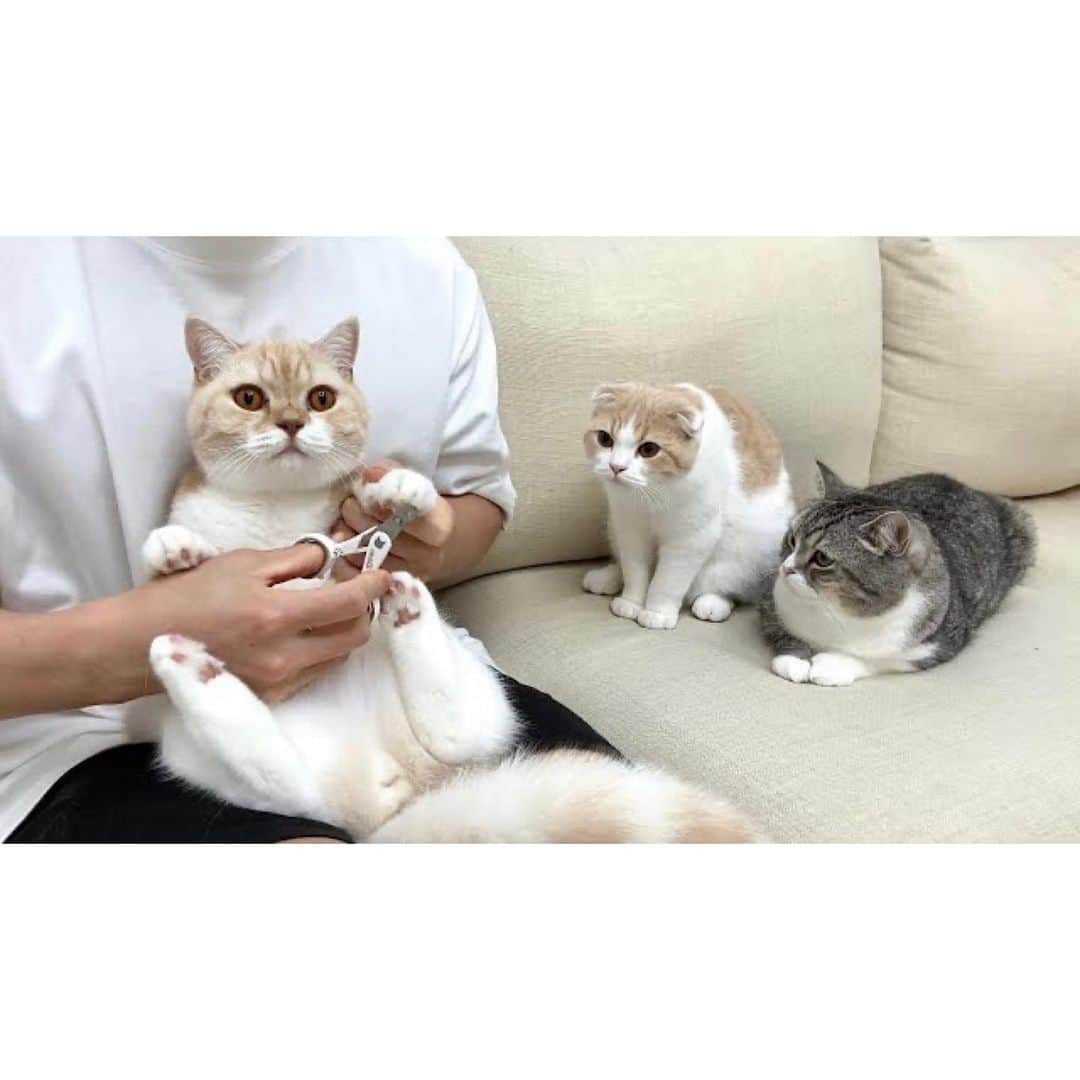 もちまるのインスタグラム：「爪切りされる兄弟を心配する猫たち」