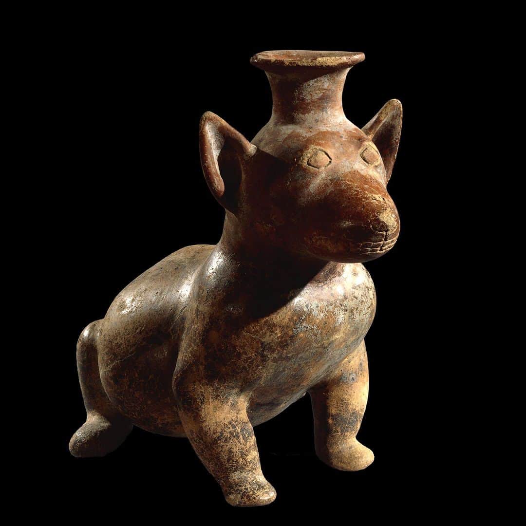大英博物館のインスタグラム：「🐕‍🦺 This perfectly poised pooch was made around 2,000 years ago in Colima, on the west coast of Mexico 🐶  Techichi was a breed of hairless dog frequently depicted by Colima artists and is the ancestor of the modern Chihuahua.   Dogs were believed to accompany the souls of the dead on their journey into the underworld, and both figurines and dog burials are found in tombs.  🏛 See this canine companion on display in Room 27 of the Museum – find out more and plan your visit via the link in our bio.   🔎 Hollow pottery figure representing a dog. Colima, Mexico, 300 BC – AD 300.  #BritishMuseum #Dog #Mexico」