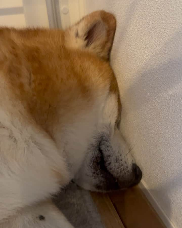 shibainu berryのインスタグラム：「Snore🐻💤 ①またギュウギュウになって寝てる🐻💤 そしていびきをかいてる😪 ②盗撮に気付かれた！ ついムギューっとしたくなる😂❤️  ※腕の付け根にある黒いのはイボです(病院で聞いた)😅昔からあるよ。 #犬の脾臓腫瘍 #犬の腫瘍摘出手術 #僧帽弁閉鎖不全症 #僧帽弁閉鎖不全症の犬 #僧帽弁閉鎖不全症手術済 #僧帽弁閉鎖不全症克服 #柴犬 #柴 #べりやん #べりむく #多頭飼い #徳島 #berry #shiba #shibainu  #shibainumania #ぷにっと部 #口角キュキュッと部 #チーム俺様 →部員絶賛募集中 #shiba_snap #proudshibas #instagramjapan #ふわもこ部 #pecoいぬ部 #pecotv #9gag @9gag @barked」