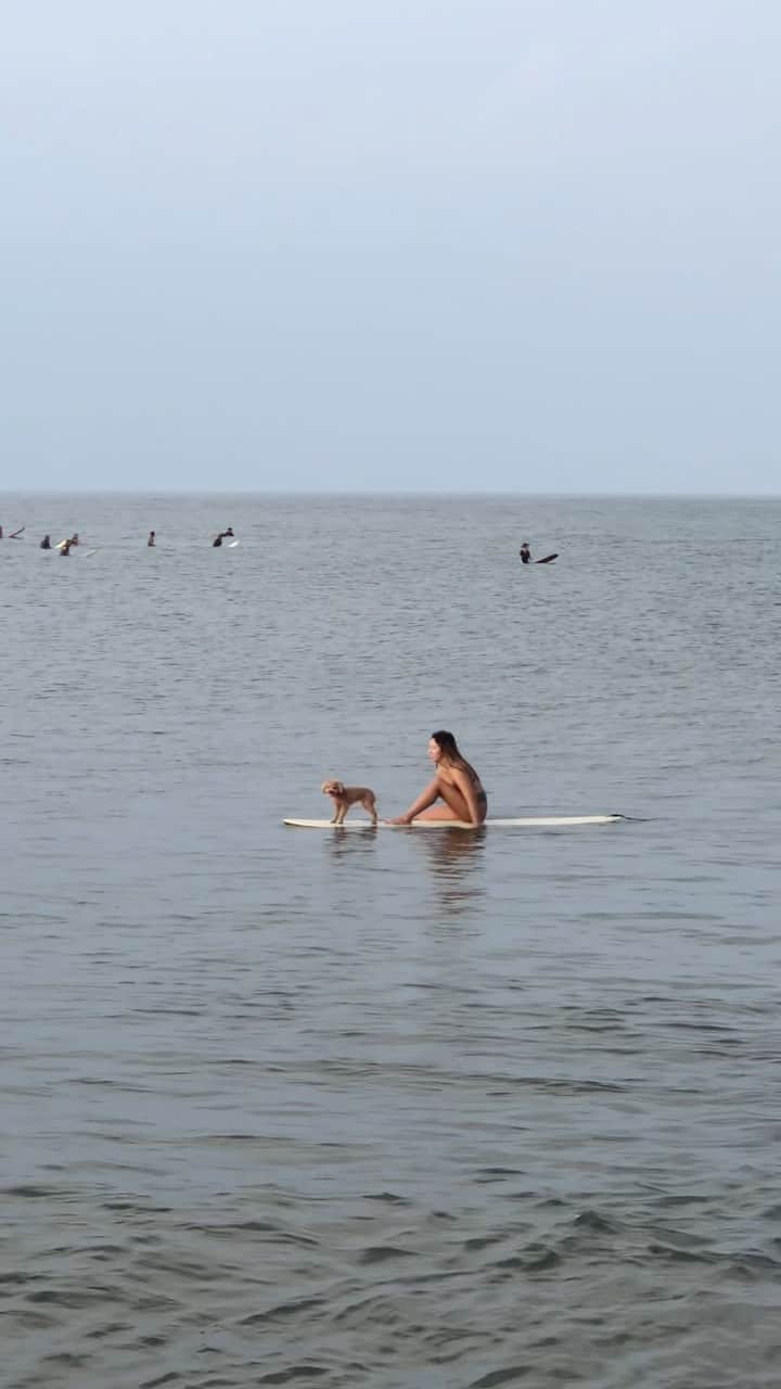 川合美乃里のインスタグラム：「もう夏終わりだねー☀️🔚 明日から波上がりそう？？ 久々のロングはやはり前傾になる🙄💦🩷 ラムちゃんの方がウォーキングうまい🐶#夏#longboard #surfing #bikini」