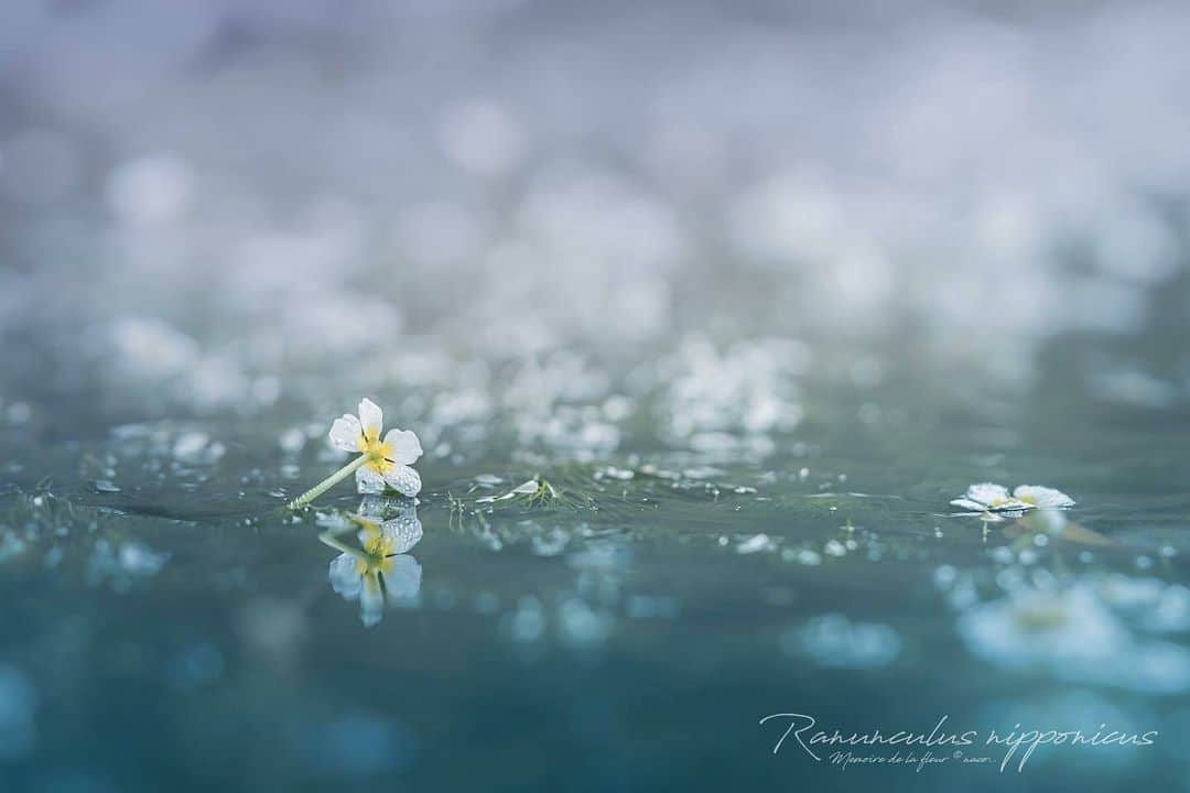 花の写真館のインスタグラム：「Photo by @m__fleur. https://instagram.com/m__fleur/ . Original Post[投稿いただいたURL] https://www.instagram.com/p/Cwkg4CuPWJt/ . 本アカウントは、 #私の花の写真 をつけてInstagramに投稿された皆さまの花の写真や、「花の写真館」Facebookページで投稿された花の写真を紹介します。 「花の写真館」Facebookページは、「 @floral.photograph 」のプロフィールにあるURLからご覧ください。 . ※各種法令、マナー、関係者の指示に従った撮影をお願いします。 *Please ensure that your photography adheres to all relevant laws, etiquette, and instructions issued by authorized persons. ※本アカウントは東京カメラ部がFacebook、Instagramのサービスを利用して運営しているもので、Meta社・Instagramとは一切関係ありません。 . #花の写真館 #floralphotograph #floralphoto #flower #flowers Follow: @floral.photograph」