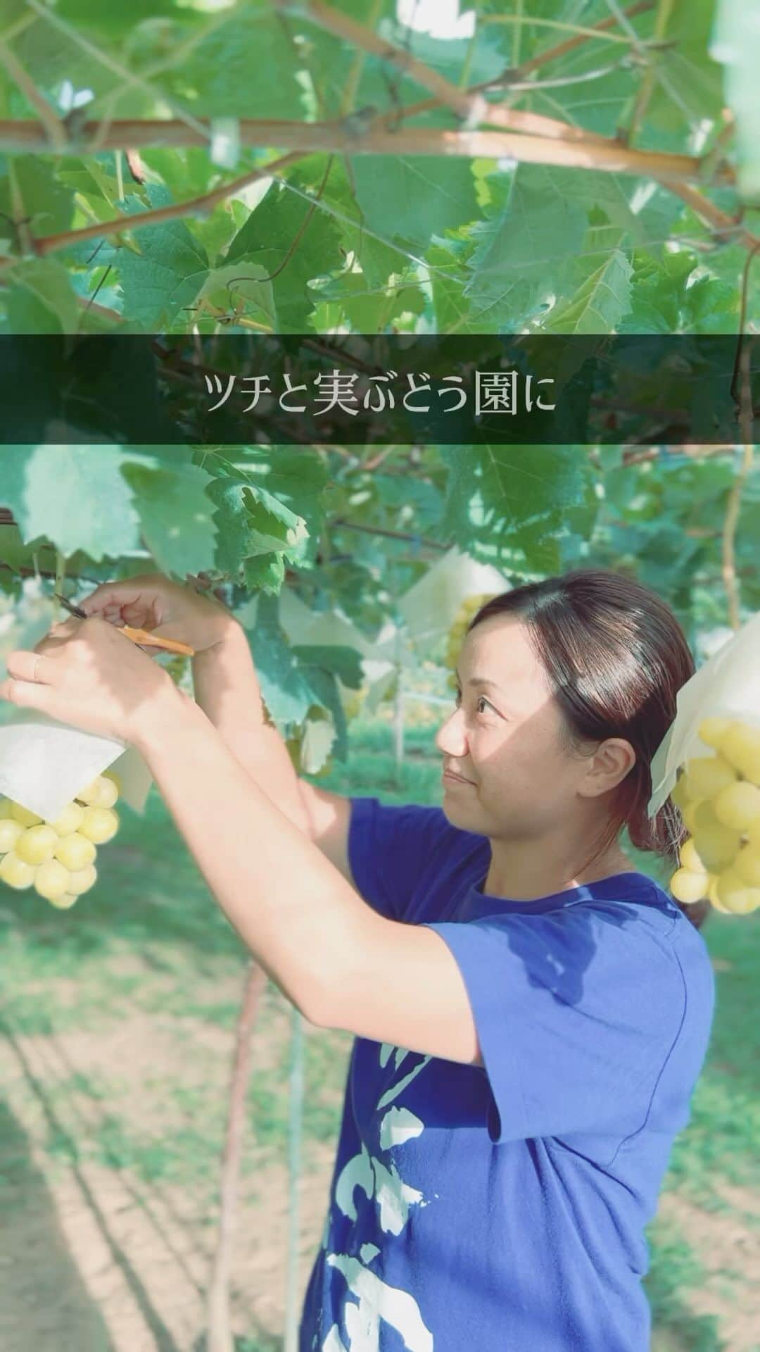 ツチと実のインスタグラム：「イベントのお知らせ📢 多肉植物の販売をします ………………………………… @tawawa.life  🌵Tawawa✖️ツチと実🍇 …………………………………  多肉は韓国がかわいい苗が多く、直接目で見て買ってきたものをツチと実で販売してくれます✨かわいい鉢もあります。  10月8日(日)9日(月)の2日のみ。 また詳しく分かったらお知らせします🙇‍♀️ 10月もまだまだぶどう狩りお待ちしております✨  #tawawa#ツチと実 #ぶどう狩り#多肉植物#山梨観光」