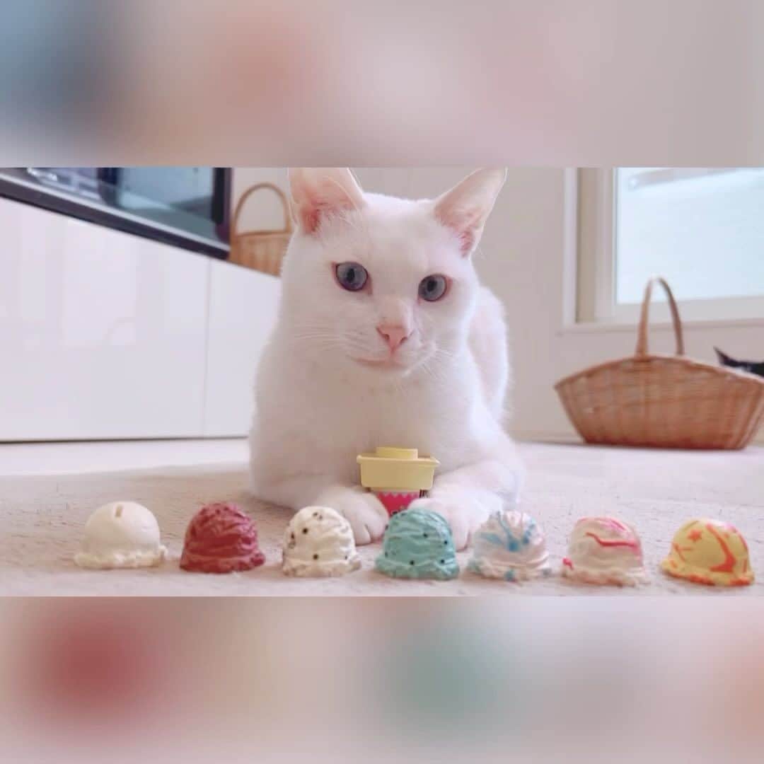 korokoronyaのインスタグラム：「✵*∗ 20 Sep, 2023  ice cream shop😚🍨 #pastvifeo * アイスいかがですか〜😚🍨 * こんばんは〜 何とか復活しました…😅 けど味覚嗅覚がやっぱりまだ完全に 戻ってないのと😩たまにある鼻水鼻詰まりのせいか 耳も聞こえにくくて、メニエール再発したかのよう😩 なんなのコロナ…。んで体力も戻らないままふらふらの状態で 昨日仕事復帰したら、いきなりめっちゃ忙しくて残業😵 …からの本日健診…死んだ… 寝込んでたおかげで去年時より2キロ 減ってましたw あぁああもう今日は飲んでやる🍺 * #mochi_koronya」