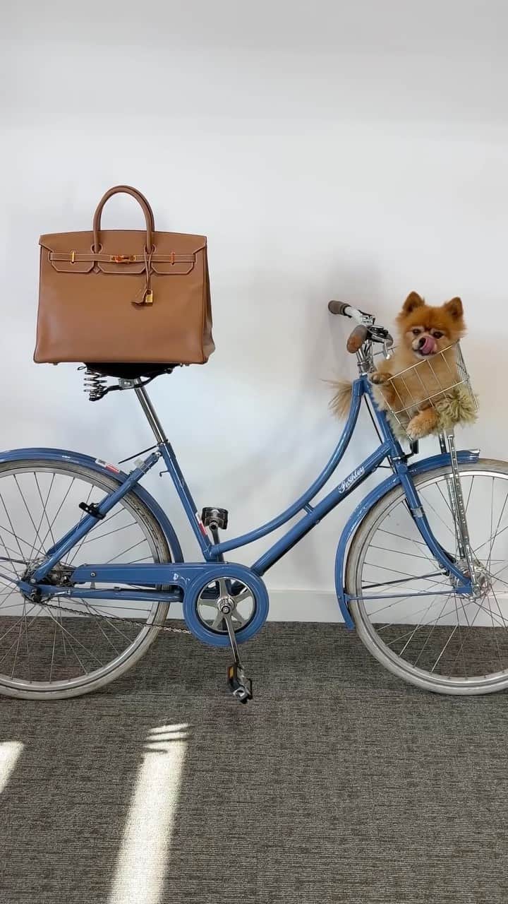 MATCHESFASHION.COMのインスタグラム：「The perfect commute. 🚲🐕  #MATCHES x @sellierknightsbridge’s second drop goes live tomorrow. Discover pre-loved icons you won’t want to miss.」
