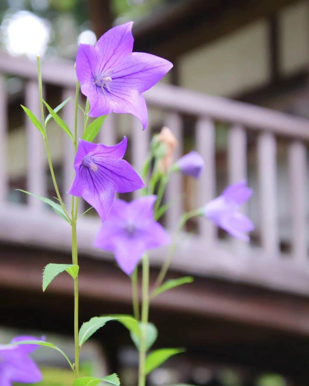 一ノ瀬奈々さんのインスタグラム写真 - (一ノ瀬奈々Instagram)「． ． ． 蓮の花は、水面から1メートル以上高くまで花茎を伸ばし、高いところで花を開花させる❀ 蓮に似た睡蓮の花は、ほぼ水面、もしくは水面よりちょっとだけ高いところで花を開花させるのが見分け方だと学んだ！ ． 人も似た者同士でも生き方は全く別だからこそ、個性や価値観が違うことで魅力に感じるのだろうと、自然と向き合うと視野も広くなるのが私の特徴です🐱 ． ． #フリーモデル #企業モデル #広告モデル #撮影モデル #サロンモデル #一ノ瀬奈々 #写真 #紫陽花 #蓮の花 #季節の花 #花のある暮らし #カメラ #canonkissm #canon #花好き #car #golf #portrait #photo #Summer #flower」9月20日 19時59分 - 2008sn2010