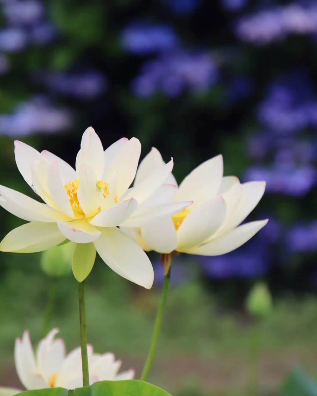 一ノ瀬奈々のインスタグラム：「． ． ． 蓮の花は、水面から1メートル以上高くまで花茎を伸ばし、高いところで花を開花させる❀ 蓮に似た睡蓮の花は、ほぼ水面、もしくは水面よりちょっとだけ高いところで花を開花させるのが見分け方だと学んだ！ ． 人も似た者同士でも生き方は全く別だからこそ、個性や価値観が違うことで魅力に感じるのだろうと、自然と向き合うと視野も広くなるのが私の特徴です🐱 ． ． #フリーモデル #企業モデル #広告モデル #撮影モデル #サロンモデル #一ノ瀬奈々 #写真 #紫陽花 #蓮の花 #季節の花 #花のある暮らし #カメラ #canonkissm #canon #花好き #car #golf #portrait #photo #Summer #flower」