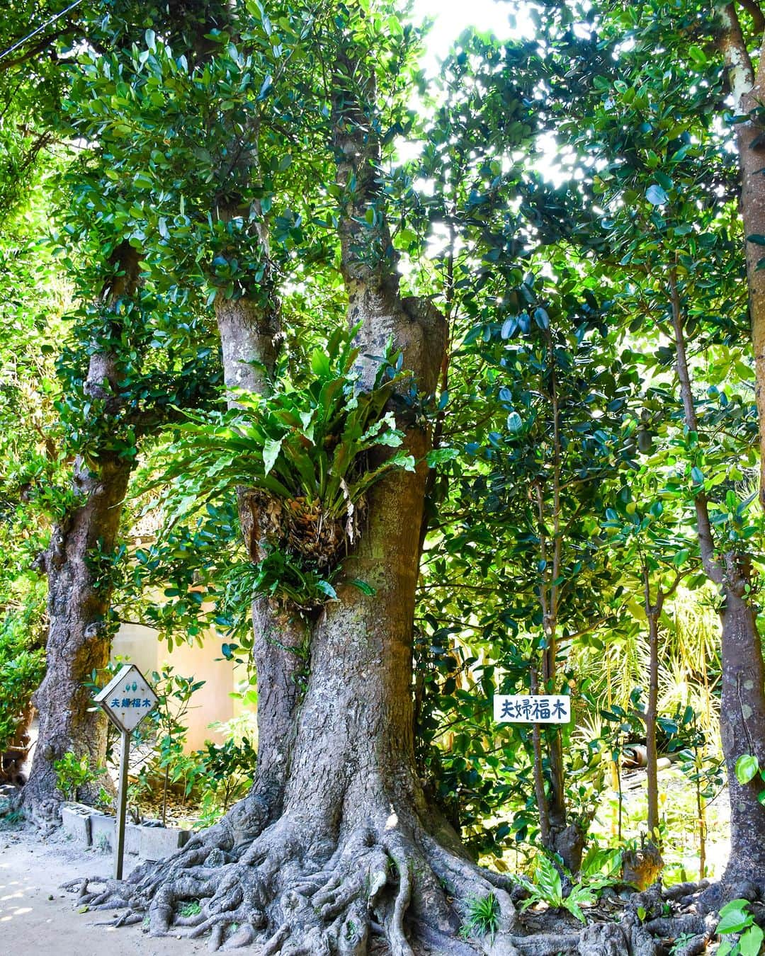 Be.okinawaさんのインスタグラム写真 - (Be.okinawaInstagram)「Fukugi Namiki in Bise is a hidden gem of Okinawa, just 3 minutes by car or 10 minutes by foot from the popular Churaumi Aquarium.    Fukugi means lucky or happiness tree🌳 in Japanese. With roughly 20,000 Fukugi Trees estimated to be around 300 years old, create a serene path, coexisting peacefully with the old houses in the vicinity!   #japan #okinawa #visitokinawa #okinawajapan #discoverjapan #japantravel #okinawanature #nature #fukuginamiki #okinawahistory #relaxingokinawa」9月20日 20時00分 - visitokinawajapan