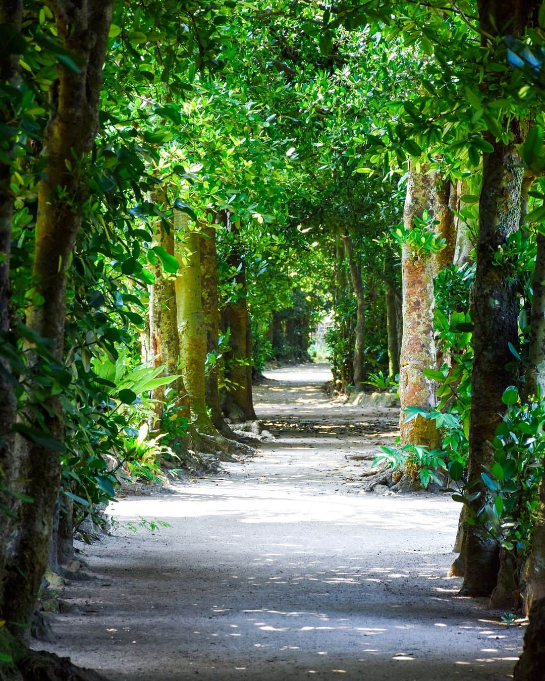 Be.okinawaのインスタグラム：「Fukugi Namiki in Bise is a hidden gem of Okinawa, just 3 minutes by car or 10 minutes by foot from the popular Churaumi Aquarium.    Fukugi means lucky or happiness tree🌳 in Japanese. With roughly 20,000 Fukugi Trees estimated to be around 300 years old, create a serene path, coexisting peacefully with the old houses in the vicinity!   #japan #okinawa #visitokinawa #okinawajapan #discoverjapan #japantravel #okinawanature #nature #fukuginamiki #okinawahistory #relaxingokinawa」