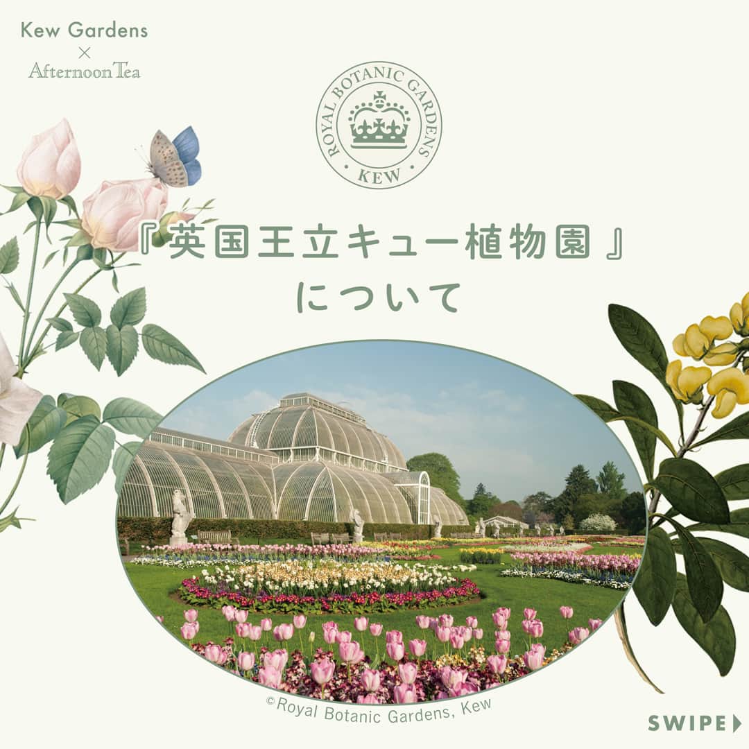 Afternoon Teaさんのインスタグラム写真 - (Afternoon TeaInstagram)「✨世界最大級の王立植物園と初コラボレーション✨  イギリスを代表する世界最大級の王立植物園「キューガーデン」とAfternoon Teaが初コラボレーション！ 「植物図鑑」をテーマに細やかな描写のボタニカルアートが美しいアイテムが10/18よりリビングに登場します。 テーブルウエアやアロマウッドなど、「キューガーデン」とAfternoon Teaコラボレーションならではのアイテムがラインアップ。 アカデミックな王室植物園の世界観をぜひお楽しみください。  ●植物コレクションの多様さに加え、植物と菌類における科学的分野で世界をリードしている研究機関でもある「キューガーデン」。 コラボレーションによる収益の一部は、同園が実施している様々な自然保護活動に役立てられます。  ※9/20 20:15 記載内容に一部誤りがございましたので、再投稿しました。  ------------------------------  Afternoon Tea公式アカウントでは 季節のメニューや雑貨の情報を日々発信しています。 ぜひフォローしてください！ @afternoontea_official  ------------------------------  #AfternoonTea #AfternoonTeaLIVING #アフタヌーンティー #アフタヌーンティーリビング #アフタヌーンティーのある暮らし #キューガーデン #植物園 #ボタニカルアート #テーブルウエア #アロマ #香りを楽しむ #マグカップ #花柄 #kewgardens」9月20日 20時15分 - afternoontea_official