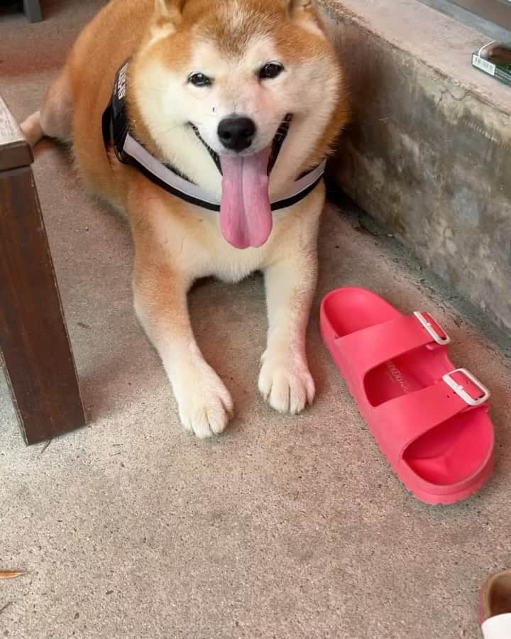 柴犬 たろのインスタグラム：「お散歩の後、マッタリしてるタロちゃんが蚊に狙われました🦟🙀 思わずタロをブッちゃいました！パチン🫲  蚊ハンターなので狙った蚊は仕留めます👩🩸  死ぬほど刺されてるのでこっちもコツは掴んでるんだぜ😏  #shibainu #しばいぬ #豆柴  #タロの耳に止まった所を仕留めたよ」