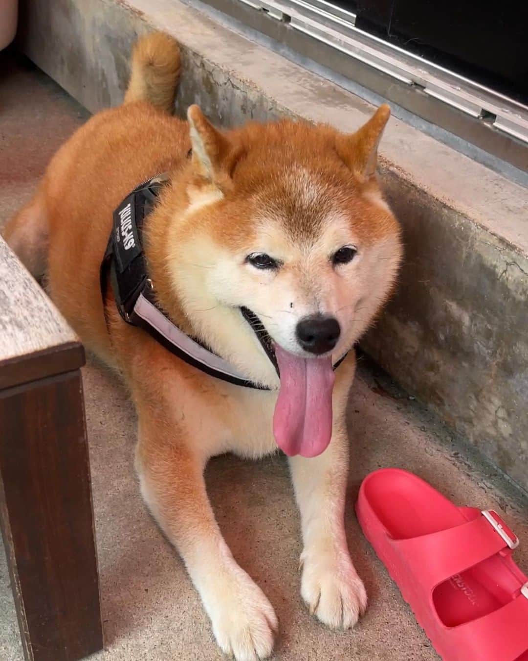 柴犬 たろさんのインスタグラム写真 - (柴犬 たろInstagram)「お散歩の後、マッタリしてるタロちゃんが蚊に狙われました🦟🙀 思わずタロをブッちゃいました！パチン🫲  蚊ハンターなので狙った蚊は仕留めます👩🩸  死ぬほど刺されてるのでこっちもコツは掴んでるんだぜ😏  #shibainu #しばいぬ #豆柴  #タロの耳に止まった所を仕留めたよ」9月20日 20時11分 - tarochantarochan