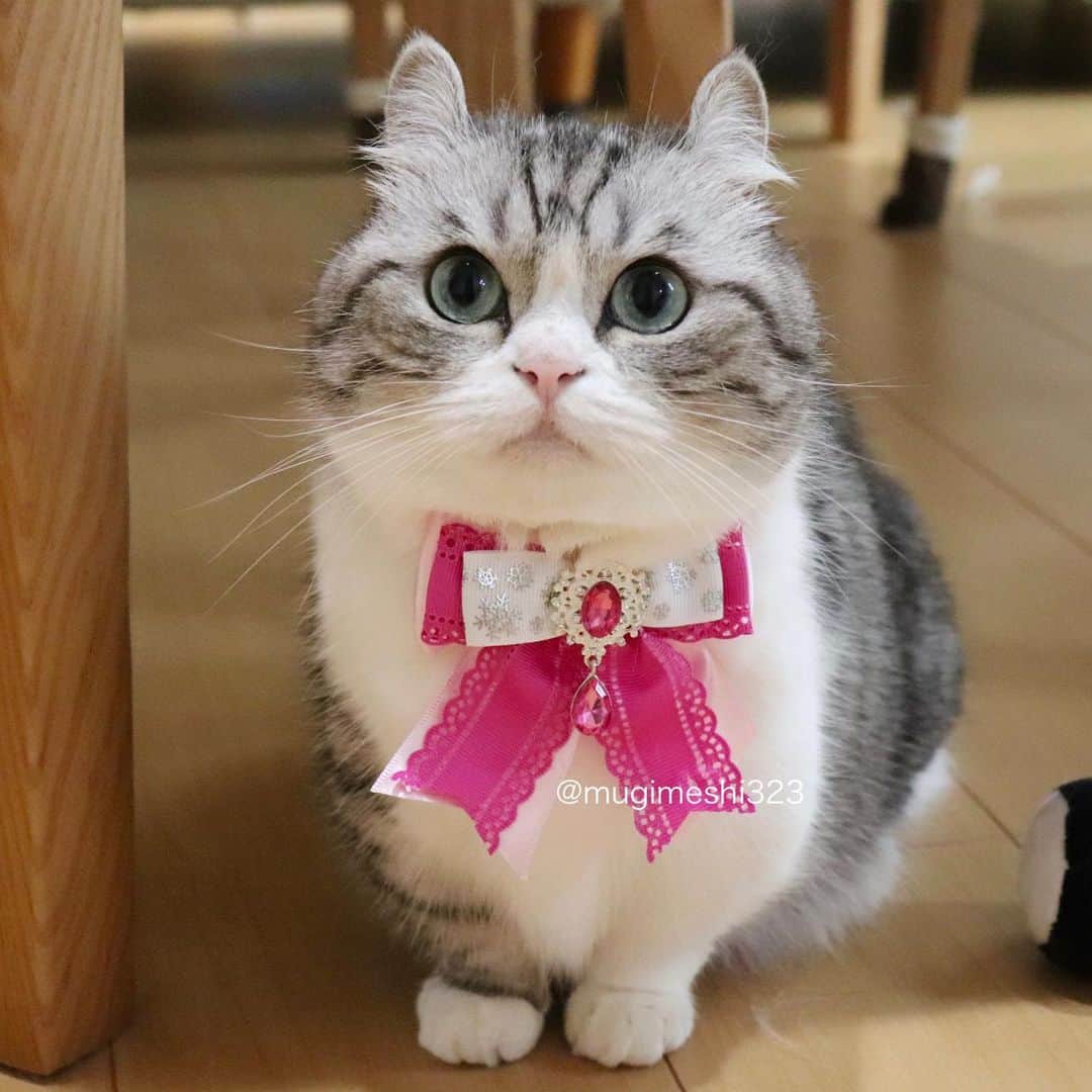 こむぎこまるのインスタグラム