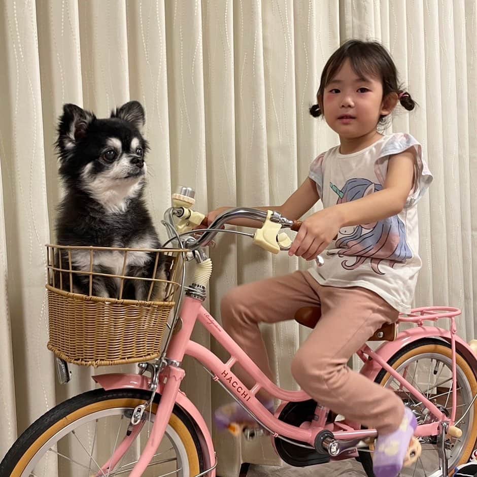 花蝶しほのインスタグラム：「#家の中で #サイクリング #に #付き合わされる #との #愛犬 #チワワ #chihuahua #ブラタン #可愛い #無の境地 #この顔 #笑えるw」