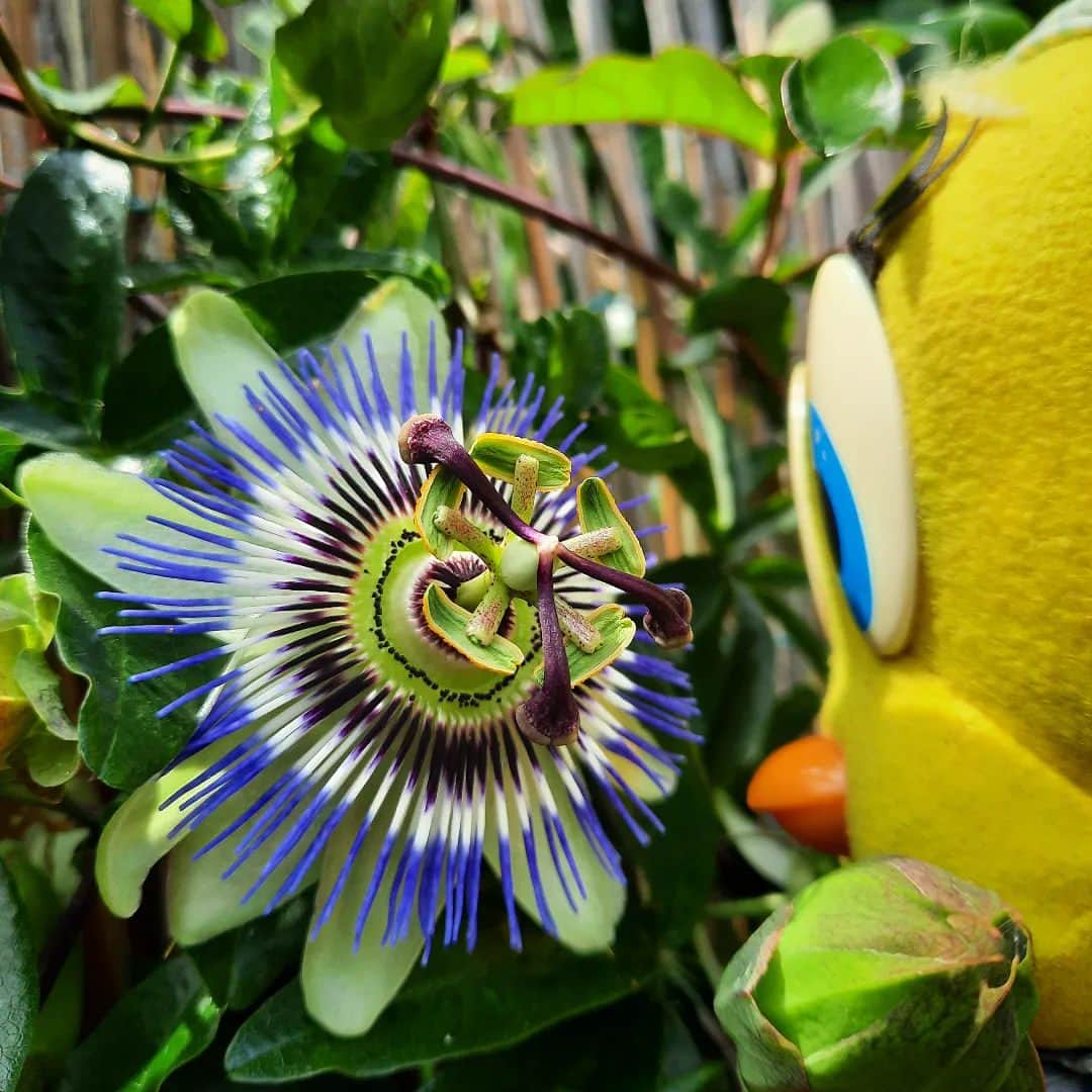 Little Yellow Birdのインスタグラム：「Beautiful passion flower! #littleyellowbird #tweety #tweetykweelapis #adventures #yellow #bird #september #autumn #herfst #passiebloem #passiflora #passionflower #garden #stuffedanimalsofinstagram #plushiesofinstagram」