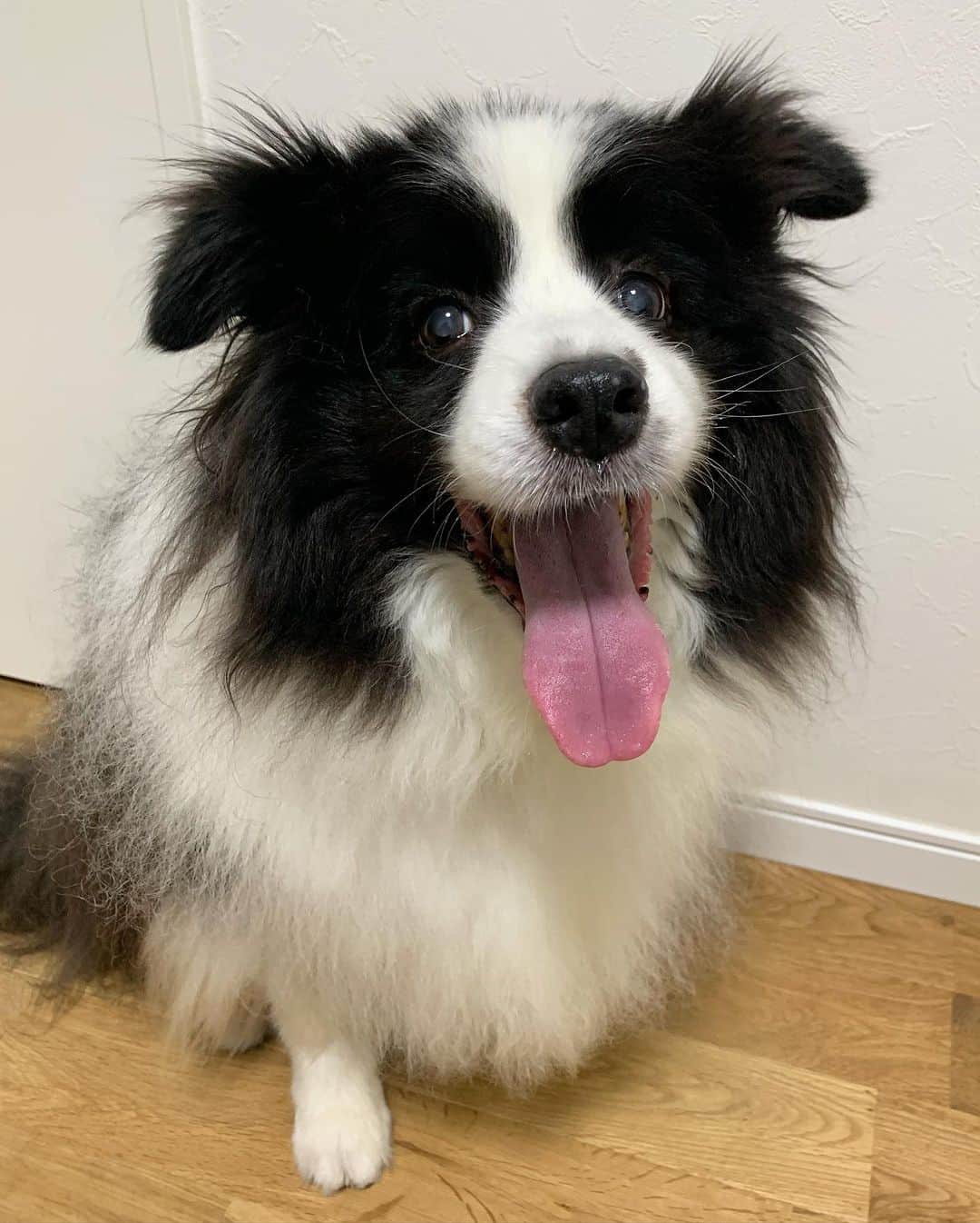 犬バカ部宣伝部長のインスタグラム：「腰に続いて…偏頭痛が…。 これあれかな？首こってて…それから偏頭痛で… 腰に来たんかな…🥺💦 ⁡ はい。寝る前のスマホ減らしますんで 神様許してください🖐️🤣❤️ ⁡ #犬バカ部 #bordercollie #ボーダーコリー #dog #犬 #白黒 #そら #ふにゃボダ部 #ボダ娘 #とりあえずバファリン」