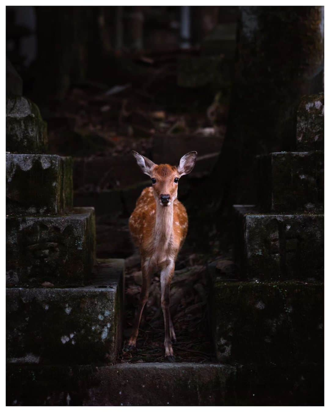 Takashi Yasuiさんのインスタグラム写真 - (Takashi YasuiInstagram)「Nara 🦌 September 2018  #春日大社 #USETSU #unknownjapan #explorejapan #hellofrom #widenyourworld  #createexploretakeover #passionpassport  #MadeWithLightroom #vscofilm #huntgram #hbouthere #hbweekends #photocinematica #SPiCollective #ASPfeatures #reco_ig #TakashiYasui」9月20日 21時07分 - _tuck4