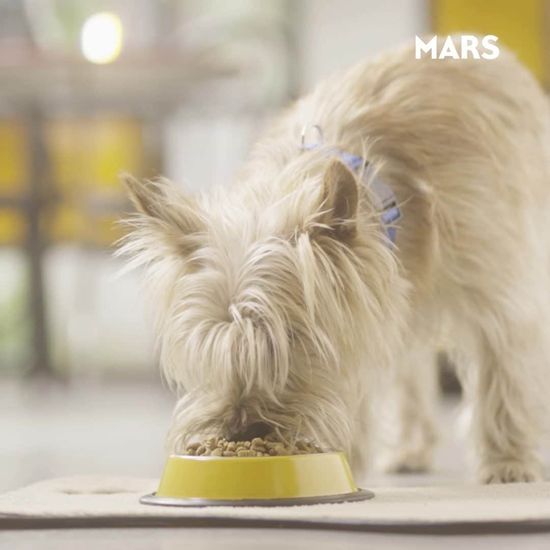 Marsのインスタグラム：「We’re going beyond crafting nutritious meals; we're collaborating with farmers and promoting climate-smart agriculture to ensure our pet food doesn’t just support your pets — it’s gentler on the planet. So, every time your pet digs in, the planet breathes a bit easier.   We’ve developed a plan to reach net zero emissions by 2050. See how we’re doing it.  Link in bio」