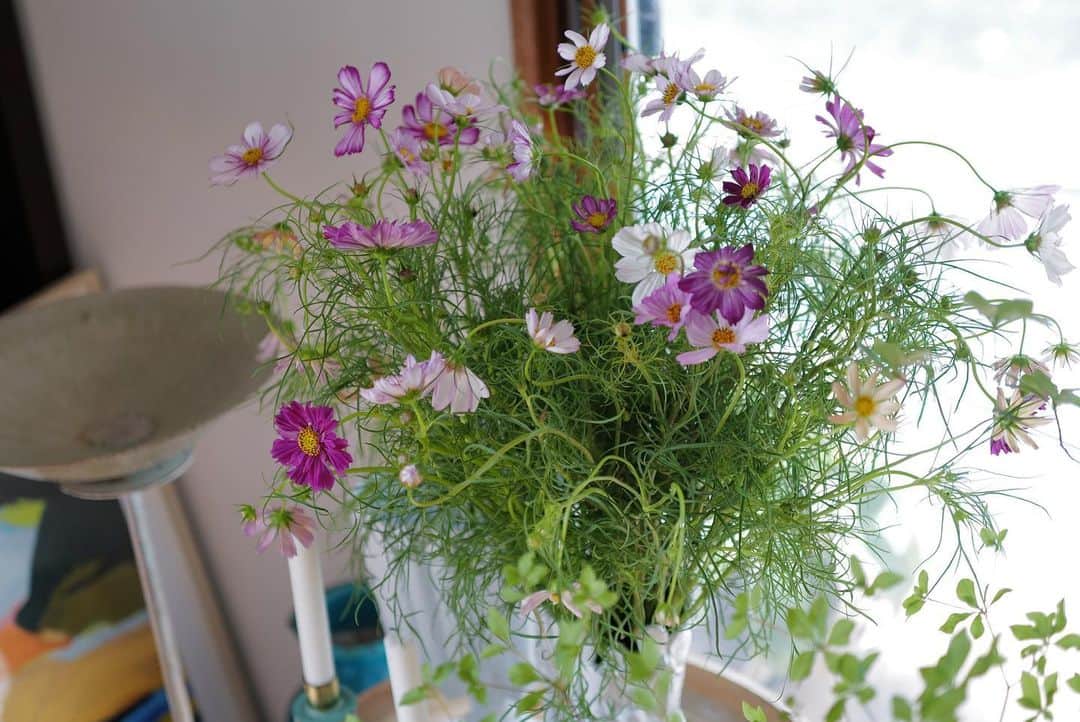 のインスタグラム：「見えるもので秋を愉しむ🍂  秋らしいお花や実物がかわいいな グラデーションの秋桜は特に好き🌸コスモスに秋の桜って ステキに名付けたなぁ💓  thx @chihapine   #life #鎌倉暮らし #お花のある暮らし」