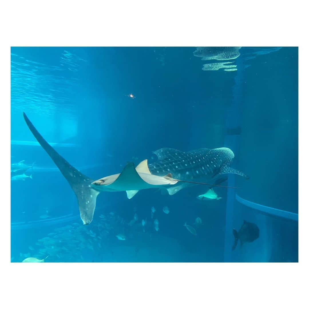 小野彩香のインスタグラム：「久々に水族館へ行きました！ 大人もテンション上がったり癒されたり 学びもあり、楽しめますね🐧🪼🦈🦭 #海遊館  #ジンベイザメ  #とにかく眠そうなアザラシ #にだんばらペンギン」