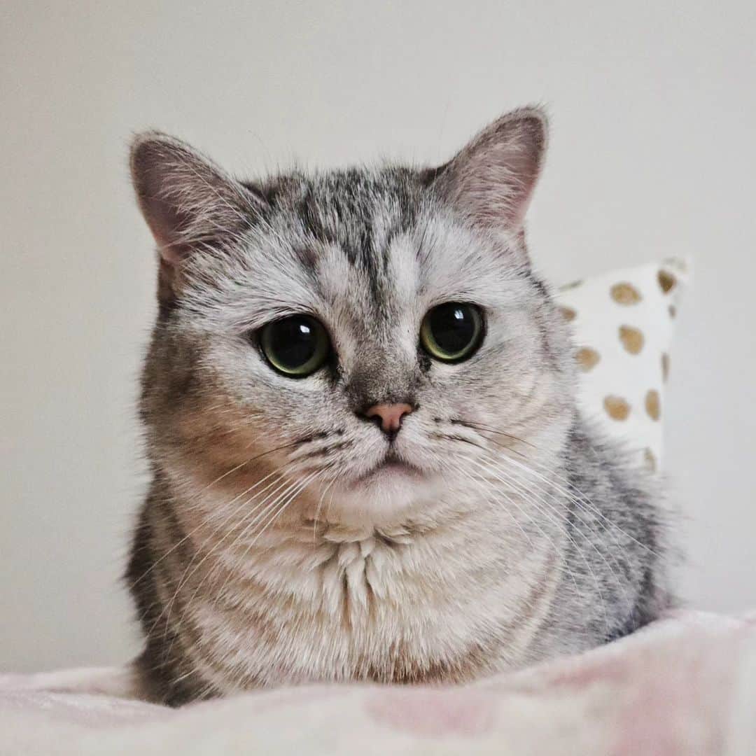 寅次郎（とらちゃん）さんのインスタグラム写真 - (寅次郎（とらちゃん）Instagram)「Drooping eyes 困り顔の小梅だにゃ  #困り顔猫  #タレ目猫   #ミヌエット女の子 #ミヌエット #猫との暮らし #cat #catoftheday #meowd #catsofinstagram」9月20日 21時33分 - torachanthecat