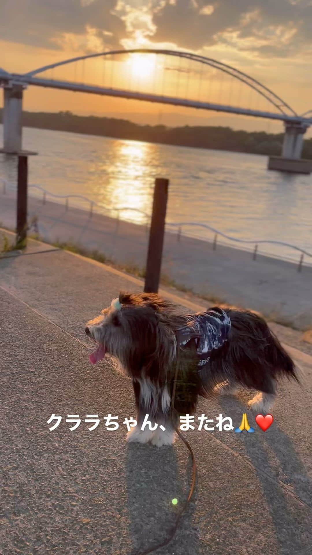 のインスタグラム：「可愛い可愛い女の子 ふわふわの天使が 本物の天使になりました。  クララちゃん、またね。」