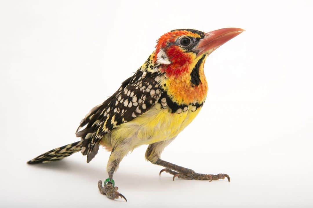 Joel Sartoreさんのインスタグラム写真 - (Joel SartoreInstagram)「Found in eastern Africa, the red-and-yellow barbet is a real showstopper with its polka dot feathers and red and yellow accents. Unlike other birds that have a preference for open areas or dense woods, this species prefers the spaces “in between”, like riverbeds and cliffs. Here it forages close to the ground for seeds, fruits, and insects, then returns to the safety of a burrow where it nests. Photo taken @cincinnatizoo.   #barbet #bird #animal #wildlife #photography #animalphotography #wildlifephotography #studioportrait #PhotoArk @insidenatgeo」9月20日 21時52分 - joelsartore