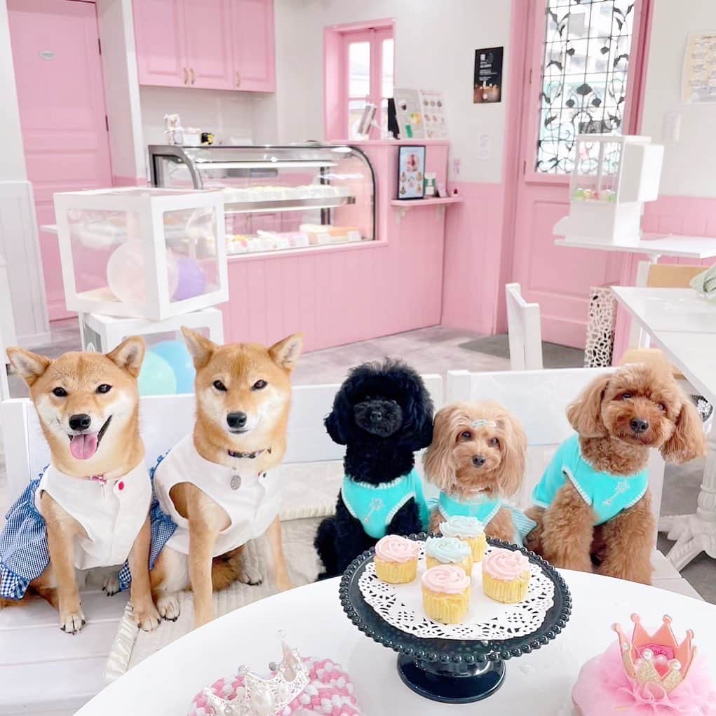日本サロネーゼ協会のインスタグラム：「. . JSAプロデュースカフェ @licorne_ashiya で、 かわいいわんちゃんたちを 笑顔にする、スイーツの提供が スタートします🐶🧁  スイーツを囲んで わんちゃんとパーティーは いかがでしょうか☺️？  こちらのパップケーキは、 『ドギーデコスイーツ認定講座™️』で学んでいただけます👩‍🍳  愛犬のために、 可愛いスイーツを作りませんか☺️❔  かわいいお客様たち🐕🐩から カメラ目線いただきました♩  この後、パクパクおいしそうに 食べてくれてましたよ🙌 (またご紹介させてくださいね🐶)  モデルありがとうございました♡  #狗狗蛋糕 #寵物蛋糕 #期間限定 #手作蛋糕 #毛小孩 #可愛蛋糕 #doggy #dogcake #DECOCAKE #小狗蛋糕 #petcake #dogcake #pupcakes #doggysweets  #cakefordog #犬用スイーツ　#犬用ケーキ　#わんちゃんスイーツ  #わんこのおやつ  #わんこのケーキ　#わんちゃんケーキ  #日本サロネーゼ協会　 #ドギーデコスイーツ認定講座　#ドギーデコスイーツ　#トイプードル　#豆柴」