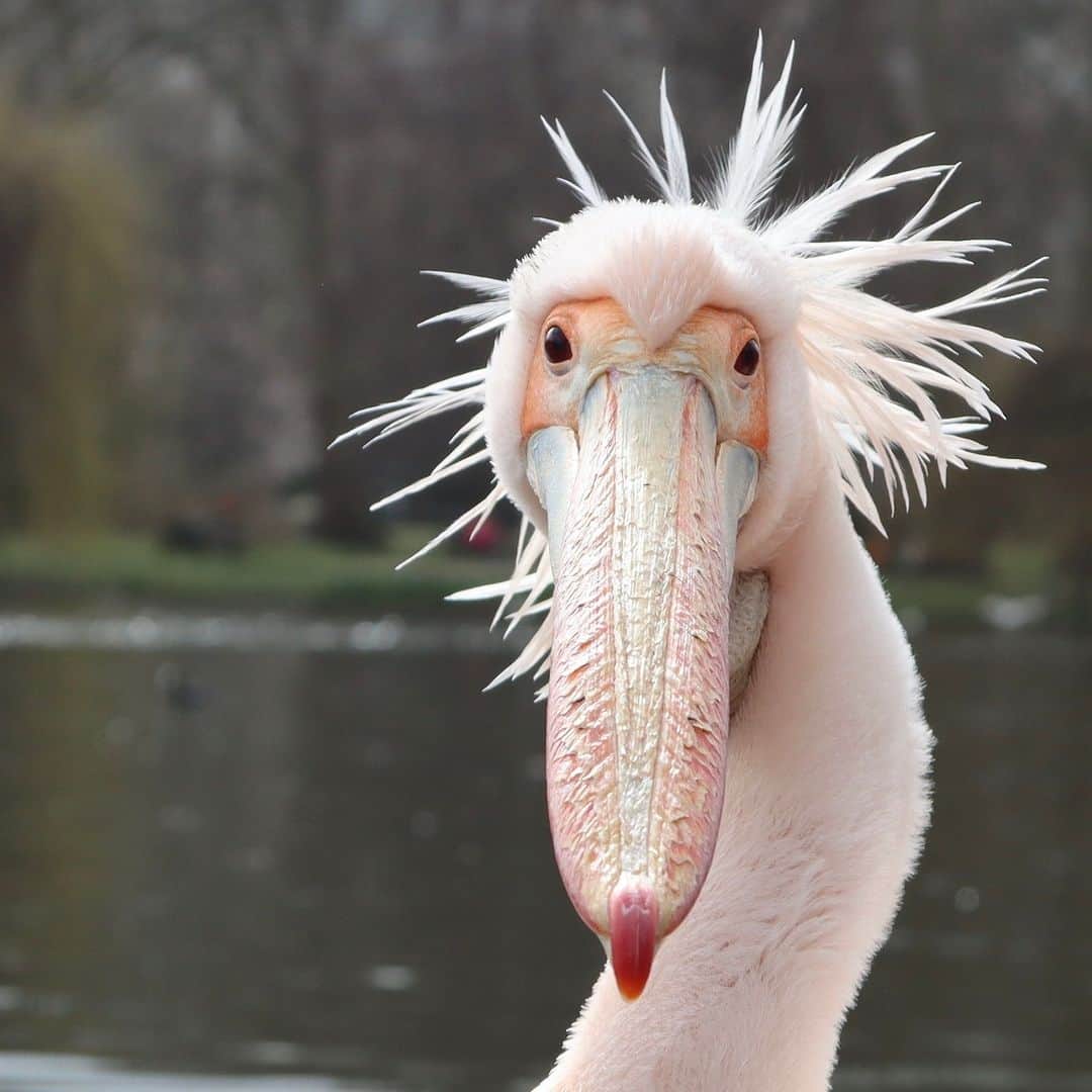 アニマルプラネットのインスタグラム：「When you enter the video call without checking your hair first...😳  This pink-backed pelican makes a good impression regardless.   📷: AJ Curtis  #birds #nature」