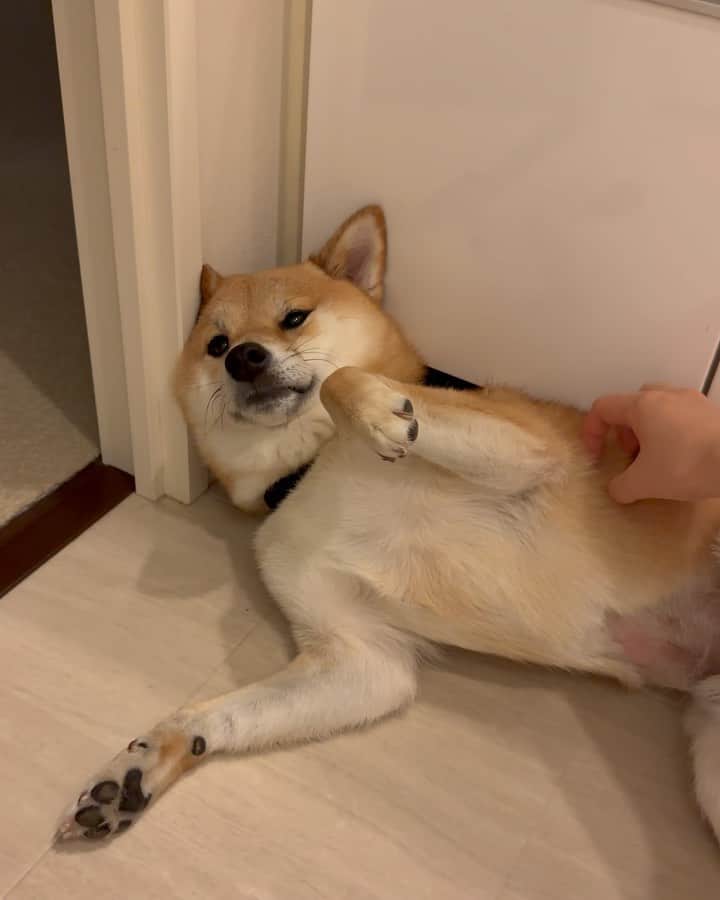 のインスタグラム：「. . わたしがお風呂に入ろうとすると 一緒に洗面所まで来て足元でごろ〜ん  夜遅い日以外は待ってくれている富くん🥺 (夜遅いと先に寝てる)  お風呂行くのー🙁？ まだー？ あ、やっと出てきた💦  って感じで割と冷めた顔してるけど😂笑  ベッドで寝てていいのに〜と思いつつ やっぱ嬉しい☺️← いつも待っててくれてありがとうね🫶🏻  . .  #mylove #doglover  #dogstagram #dogs  #shiba #shibainu #shibalove #shibadog  #shibagram #shibamania #shibalife  #shiba_snap #柴犬 #豆柴 #多頭飼い #犬のいる暮らし #犬のいる生活  #doglover #dogstagram #shibaaaaainu #barked #9gag  #thedailyshibainu #시바견　#시바이누 #小狗  @shiba_snap @barked @everydoglover @9gag」