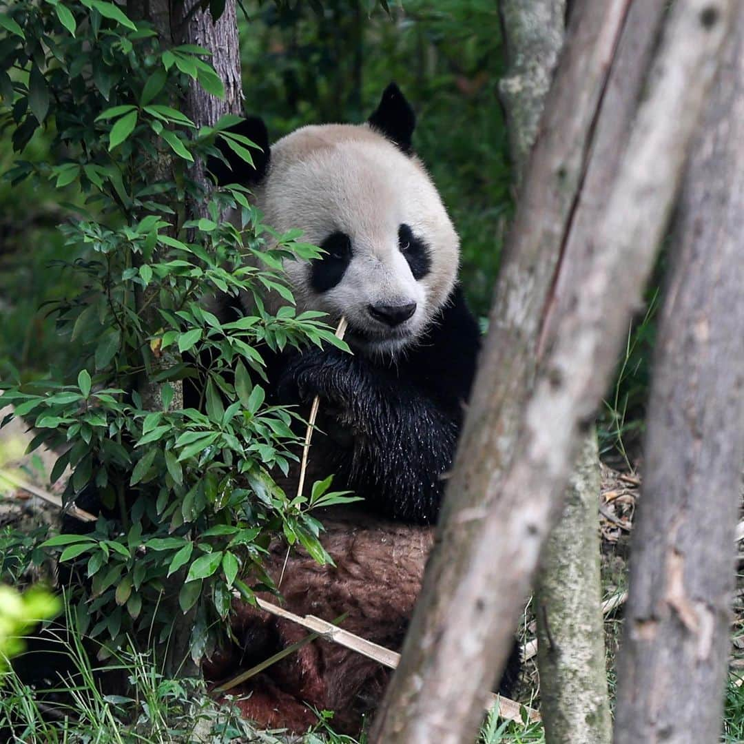 アレクサンダー・ズベレフさんのインスタグラム写真 - (アレクサンダー・ズベレフInstagram)「🐼🐼🐼  📸: @chengduopentennis」9月20日 22時21分 - alexzverev123